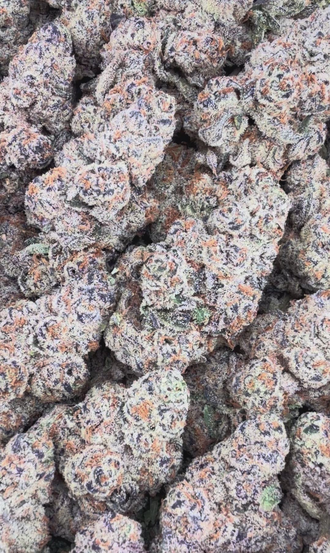 Garllcane (Wholesale)