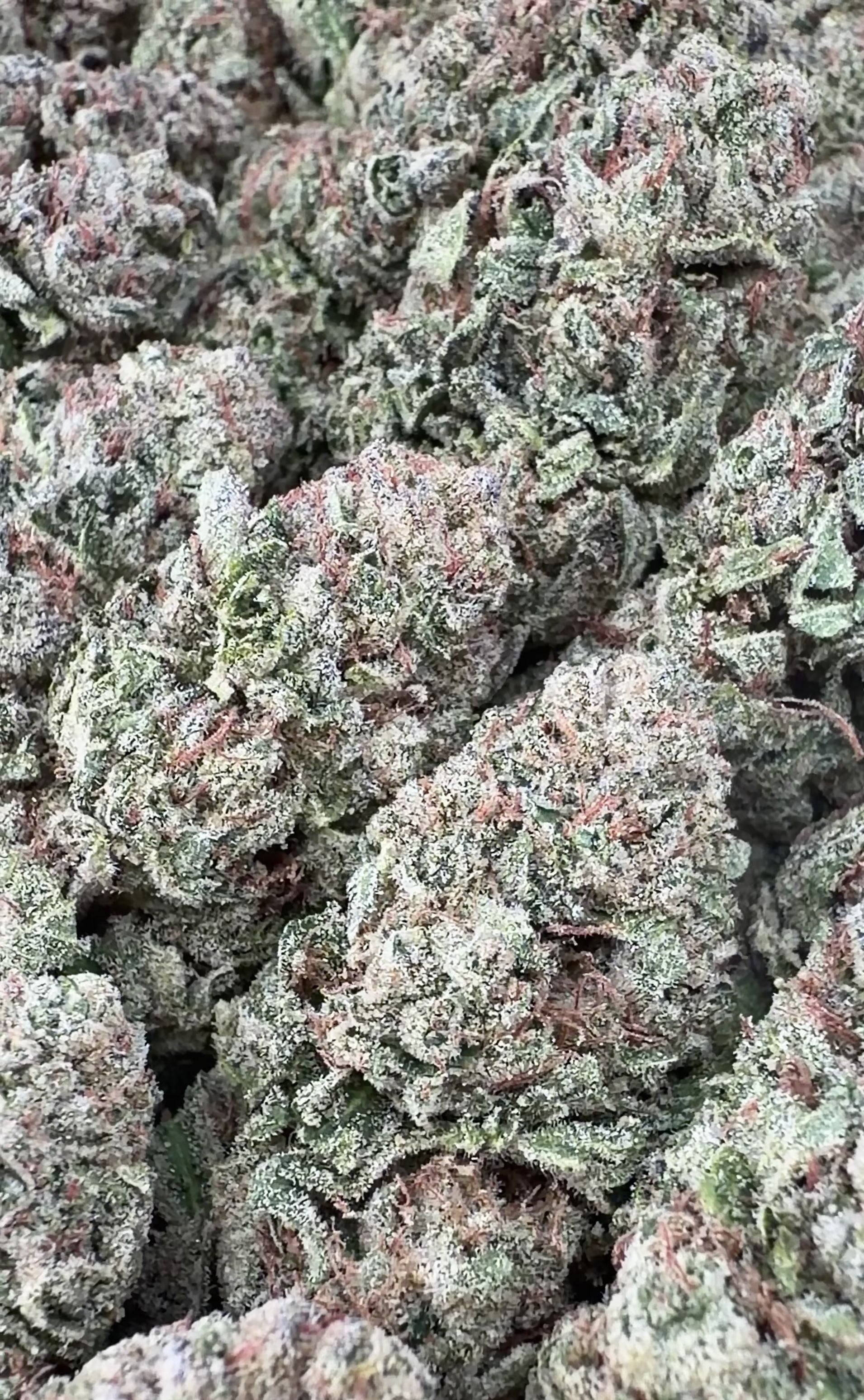 Biscotti (Wholesale)