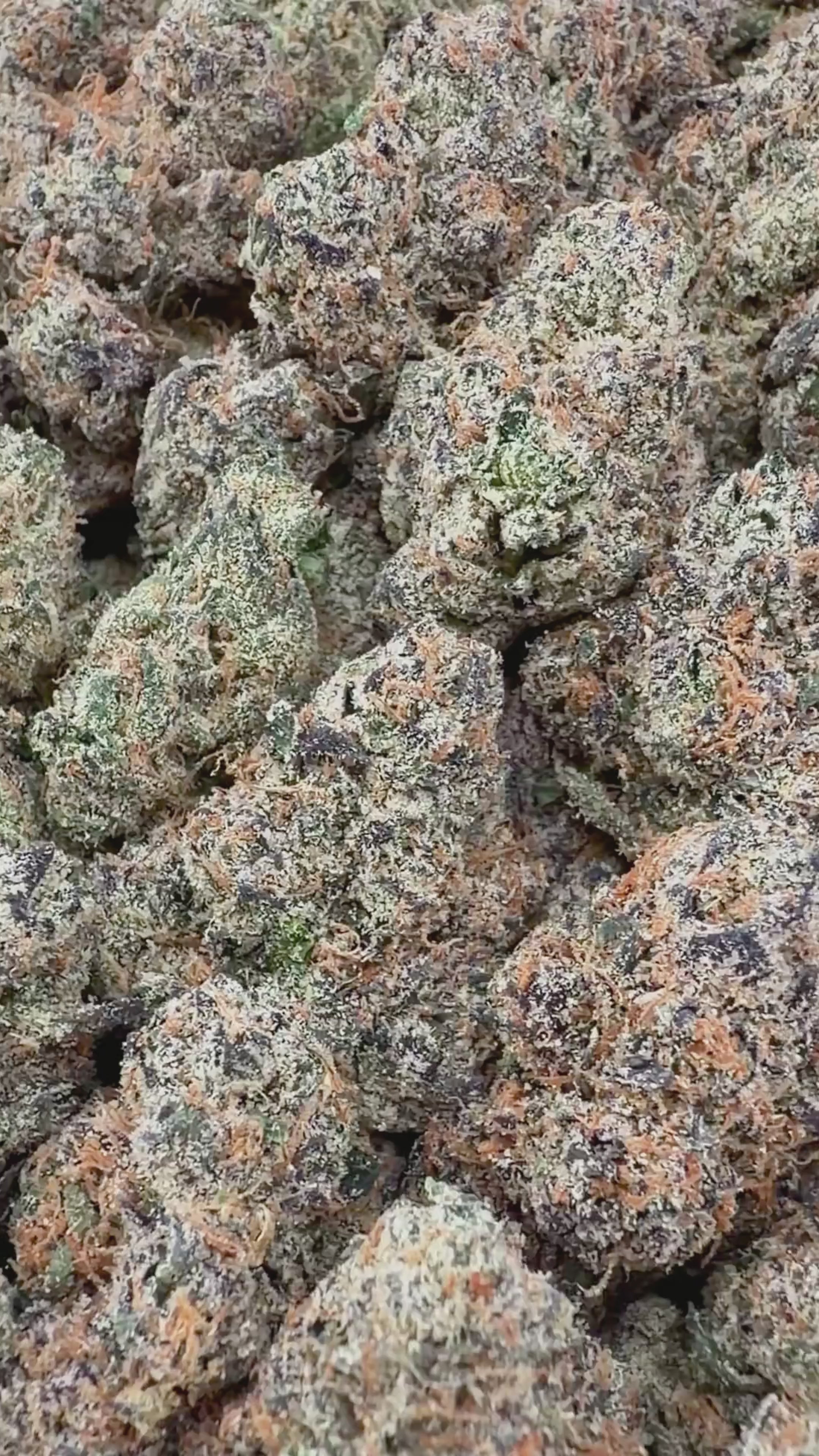 Exotic White Runtz (Wholesale)