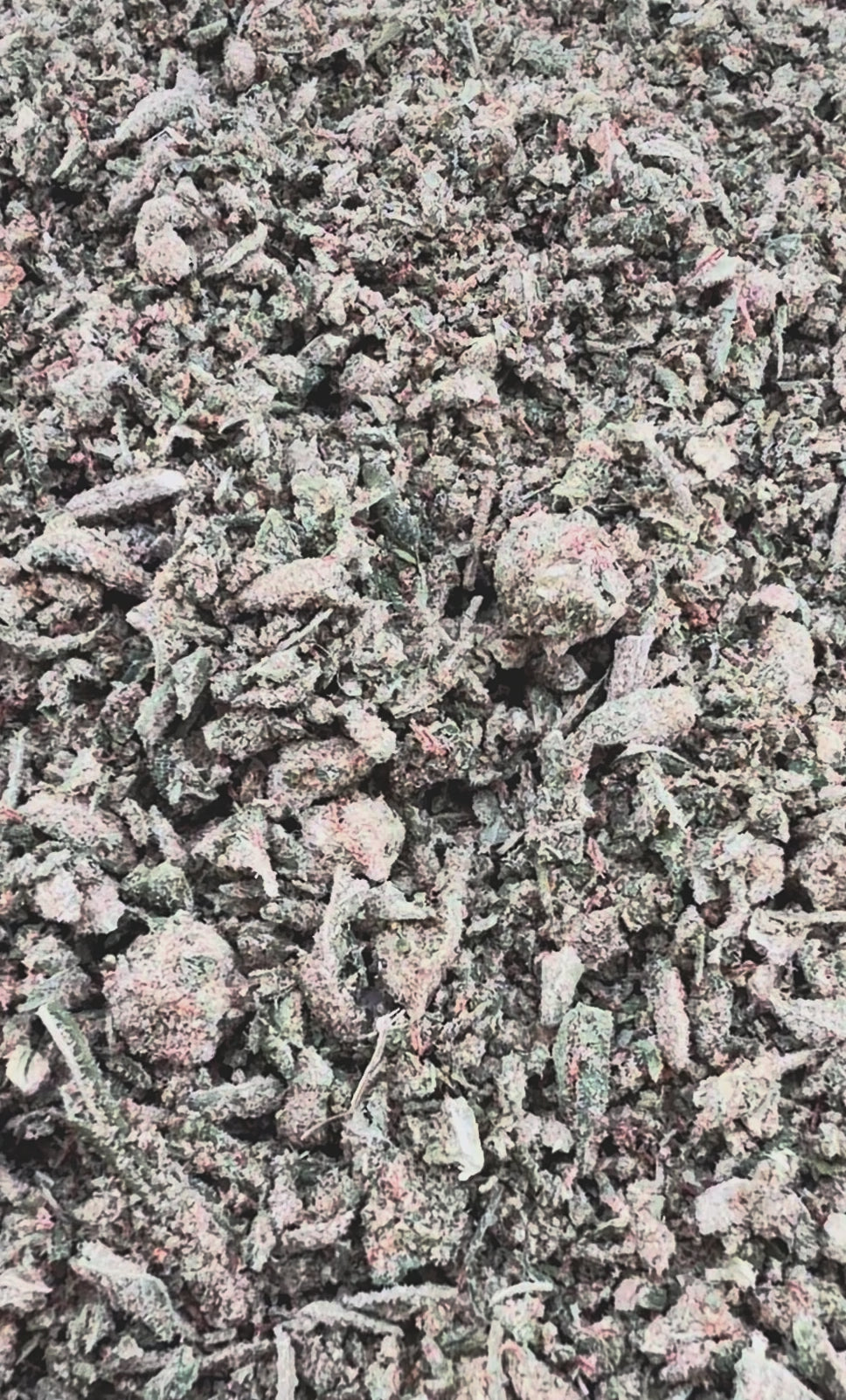 (Buy 1 Get 1 Free) No6 New. Glitter Bomb Shake 1oz