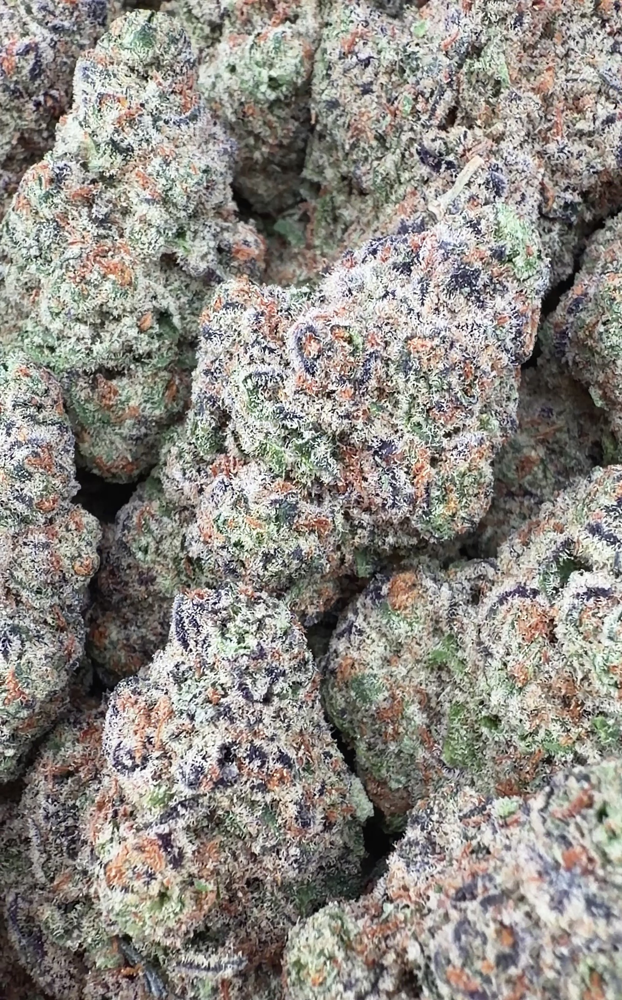 Glitter Bomb (Wholesale)