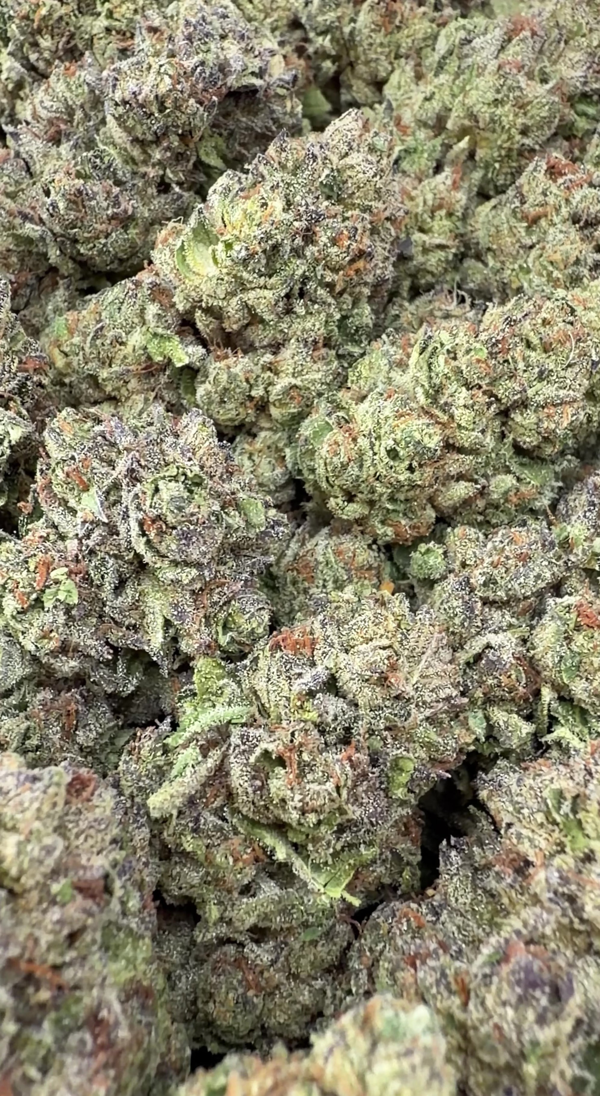 Birthday Cake (Wholesale)