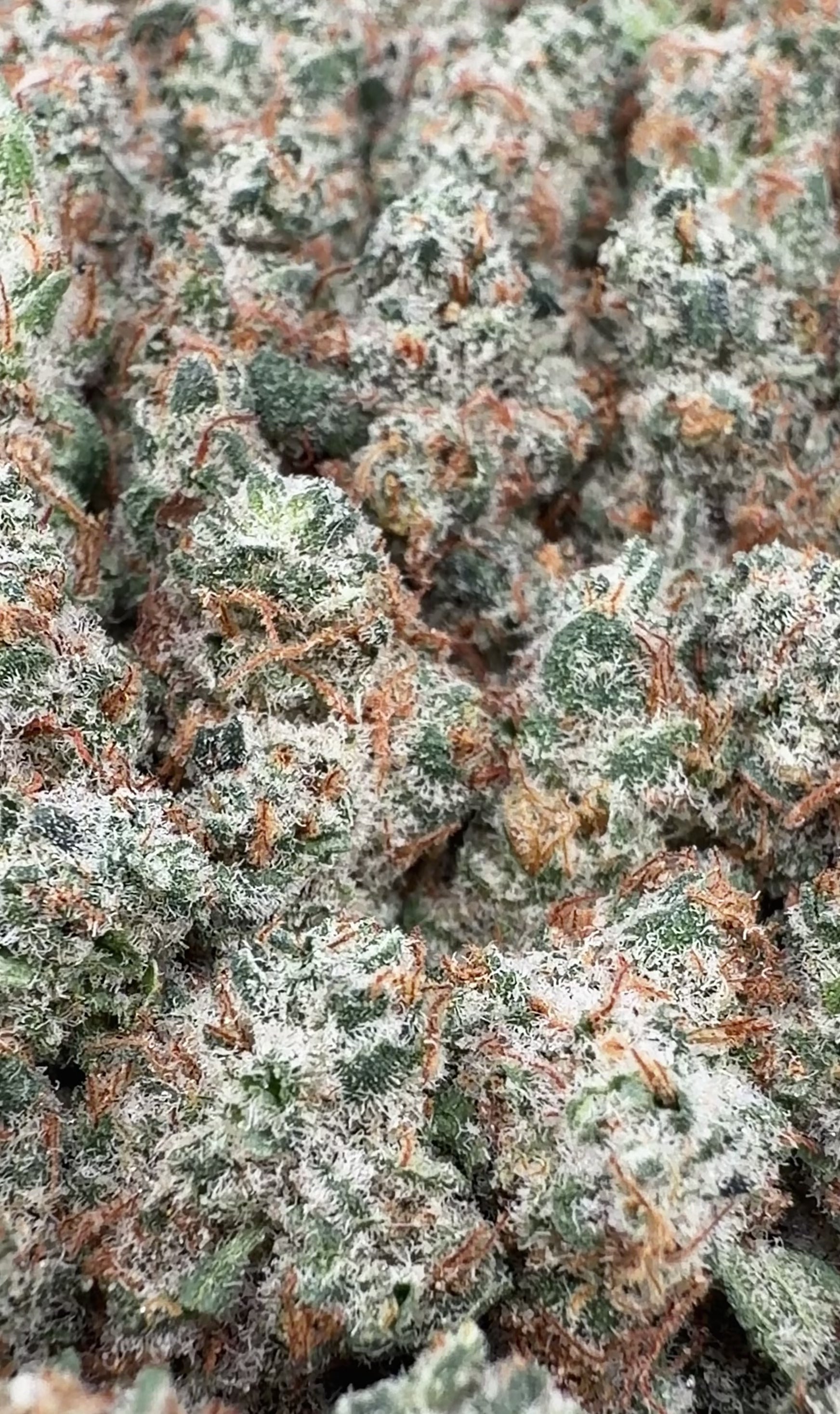 Juicy Fruit THCa Smalls