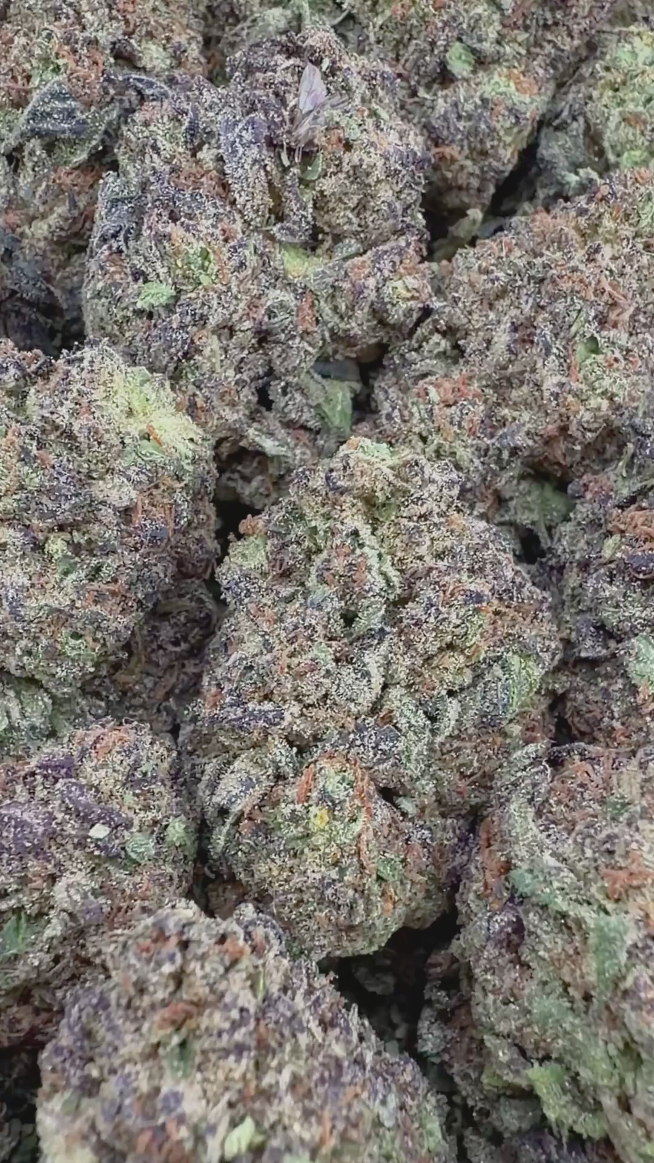 Space Cake (Wholesale)