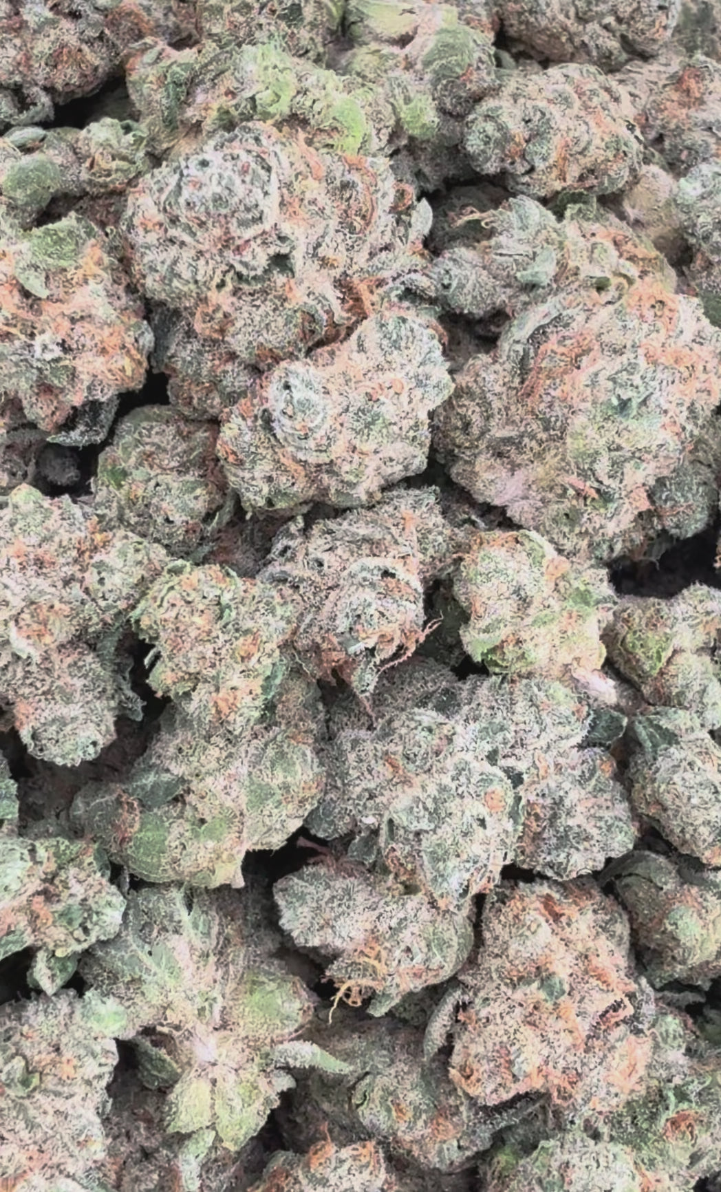 OG Kush THCa Smalls (Wholesale Clearance)