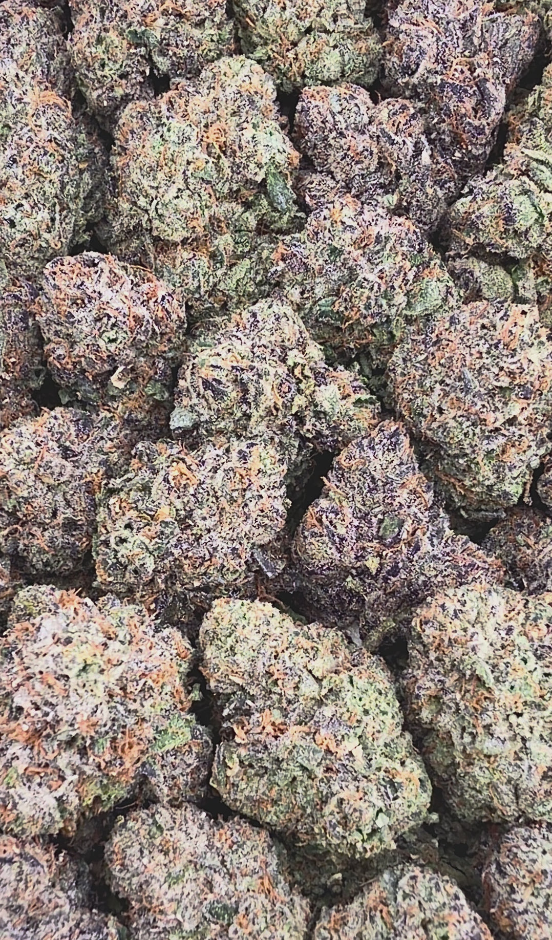 Exotic Gelato 33 ( Wholesale )