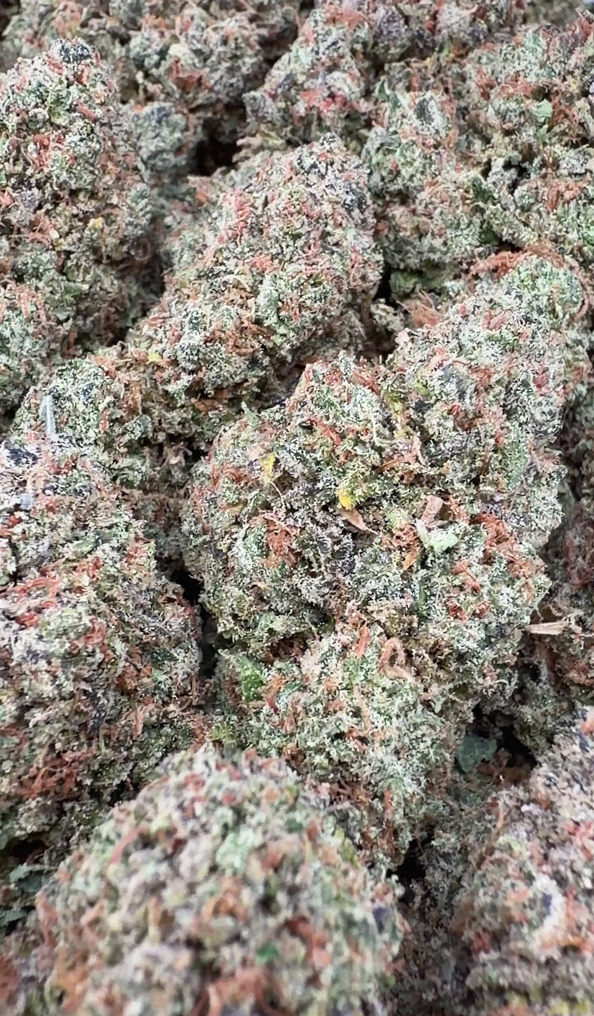 Candy Drop (Wholesale Clearance)