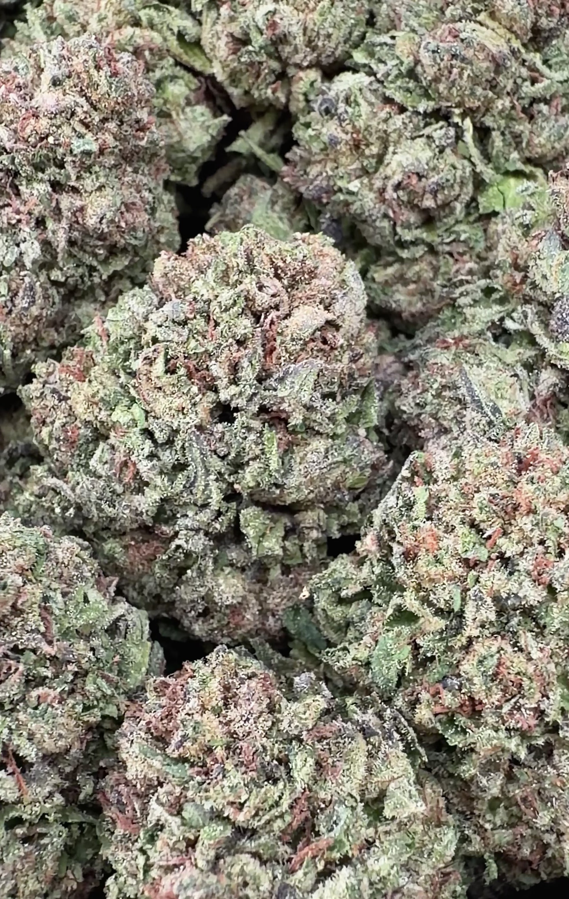 Mochi Gelato (Wholesale)