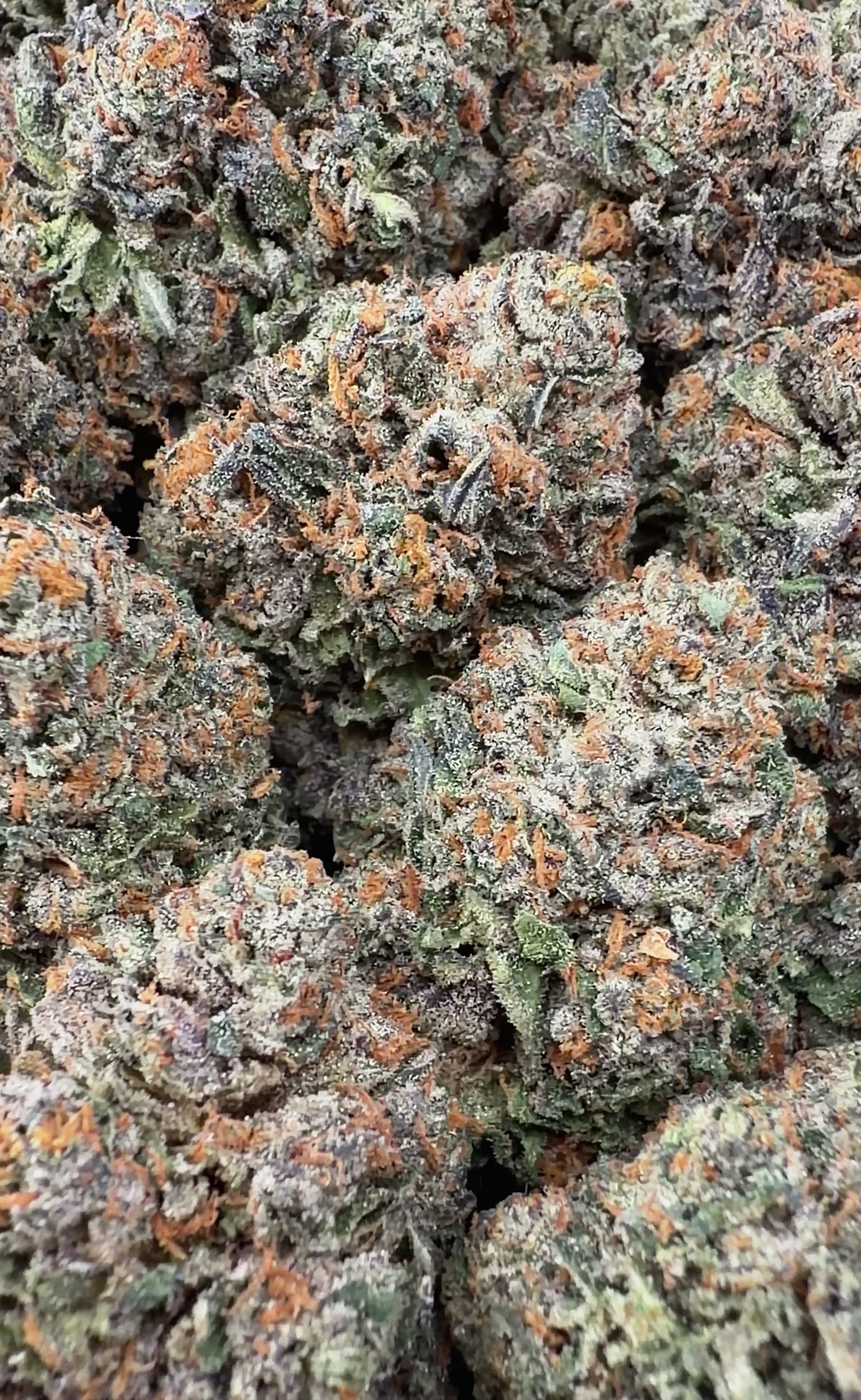 Bacio Gelato