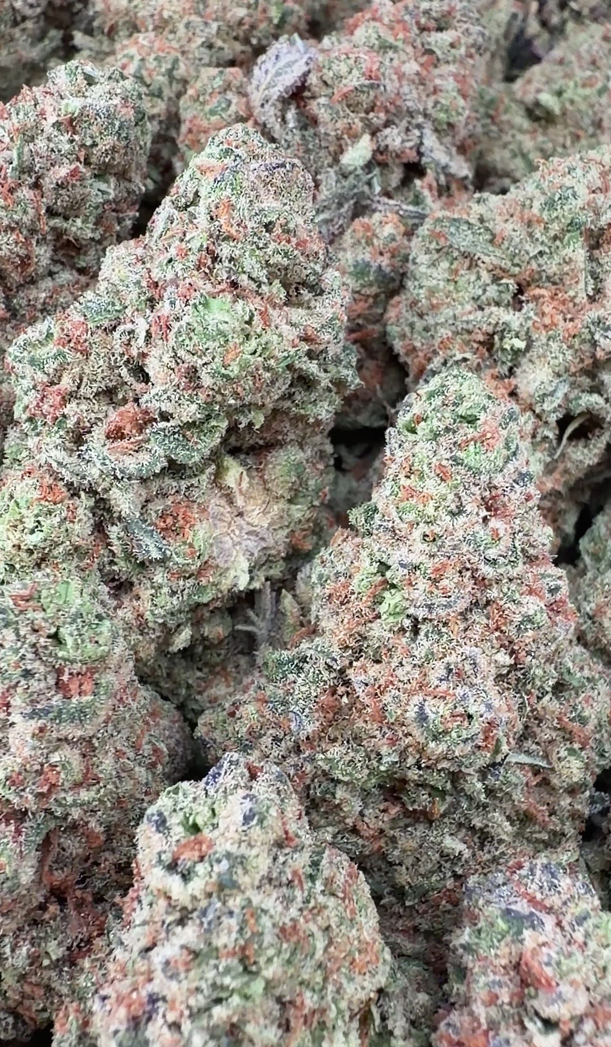 Glitter Bomb