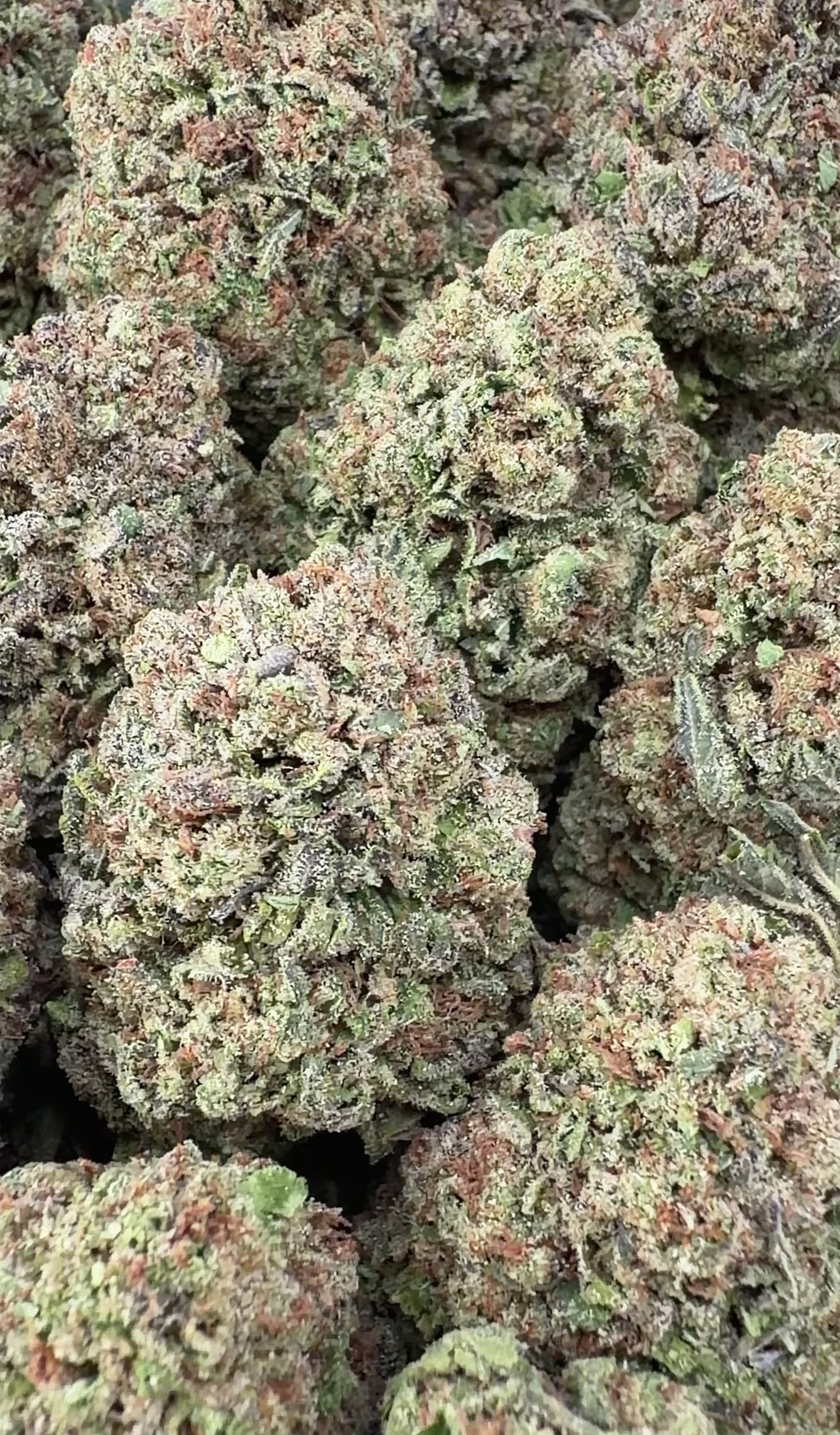 Citrus Berry (Wholesale)