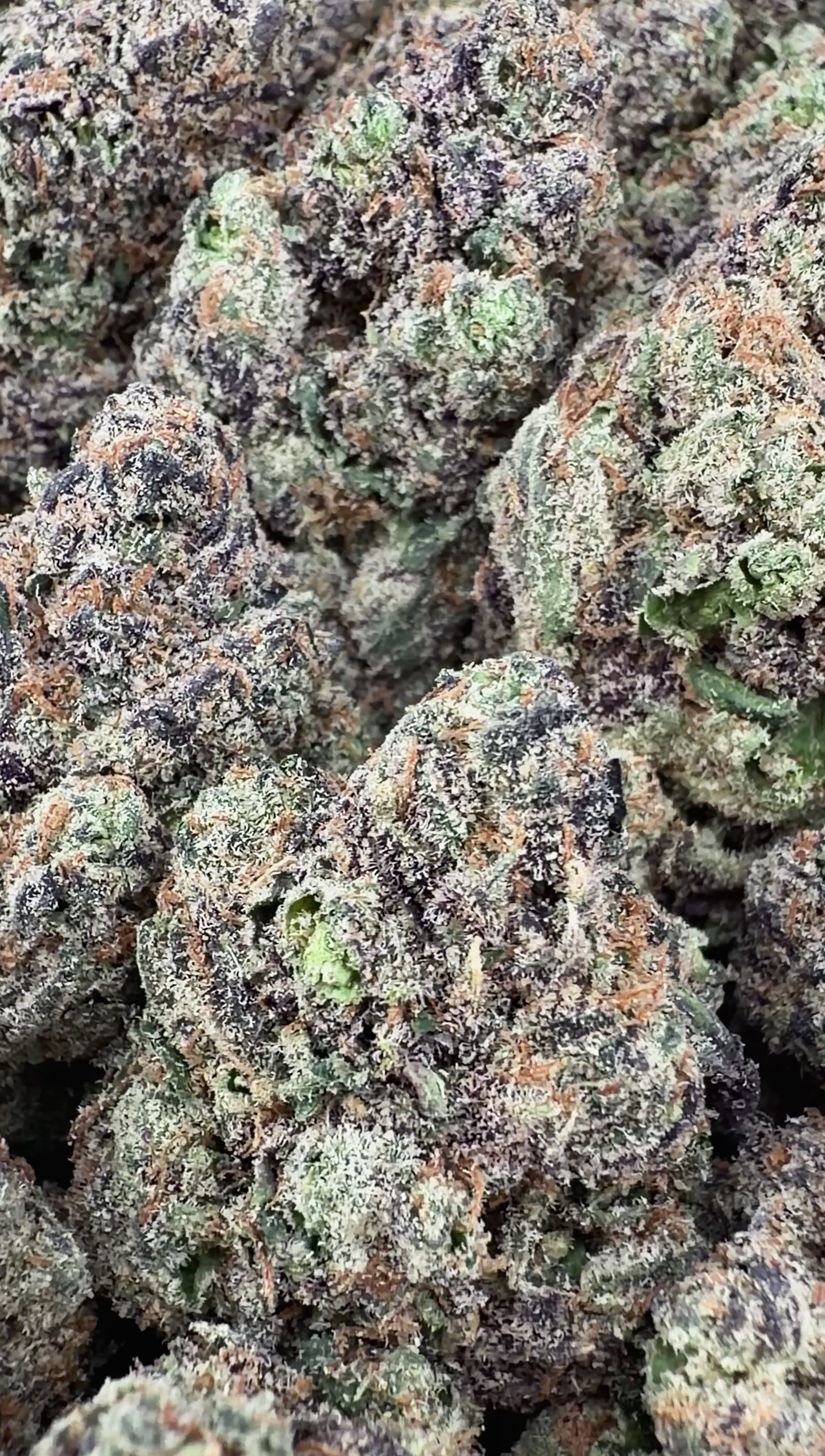 Lemon Cherry Gelato