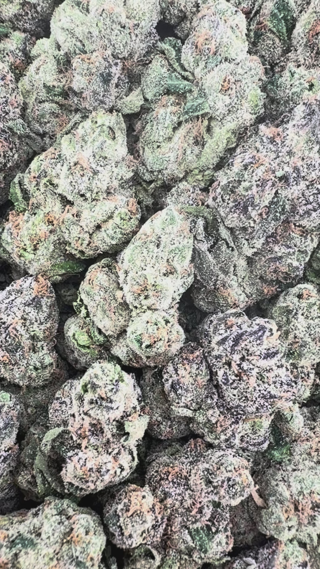 Cotton Candy (Wholesale) - Valley Hemp