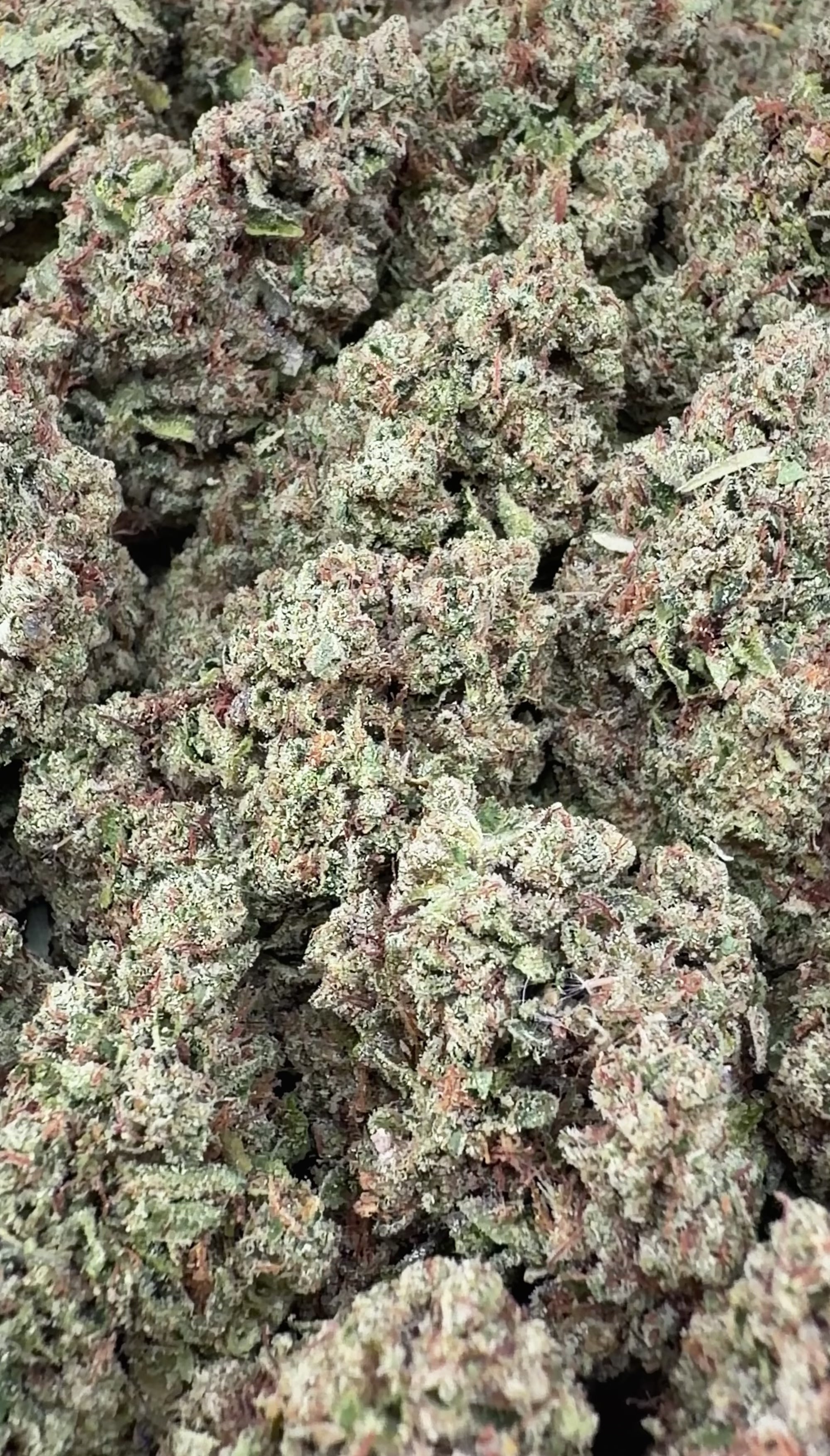 OG Kush (Wholesale)