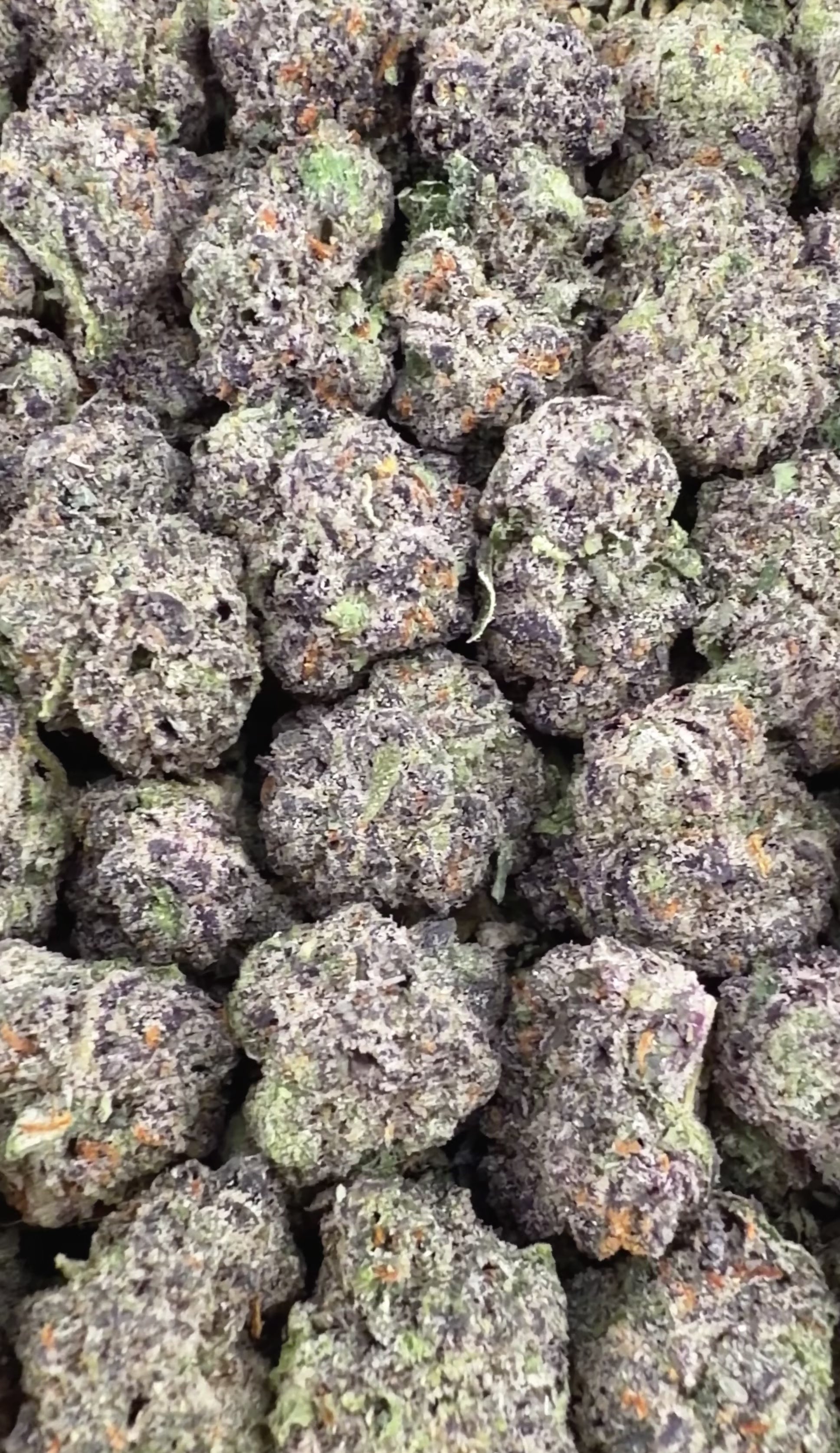 Gelato 41 THCa Smalls (Wholesale)