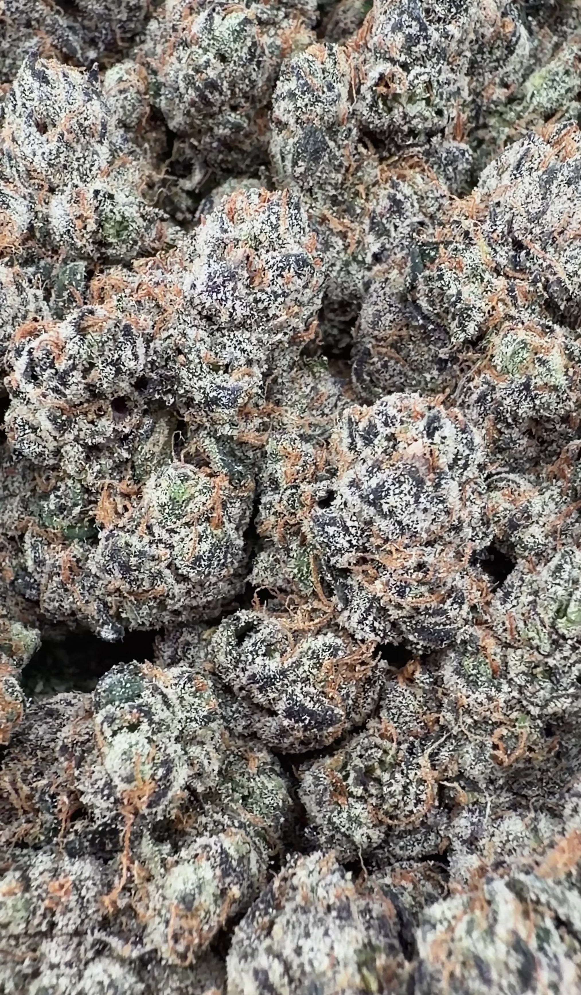 Exotic Birthday Cake (Wholesale)