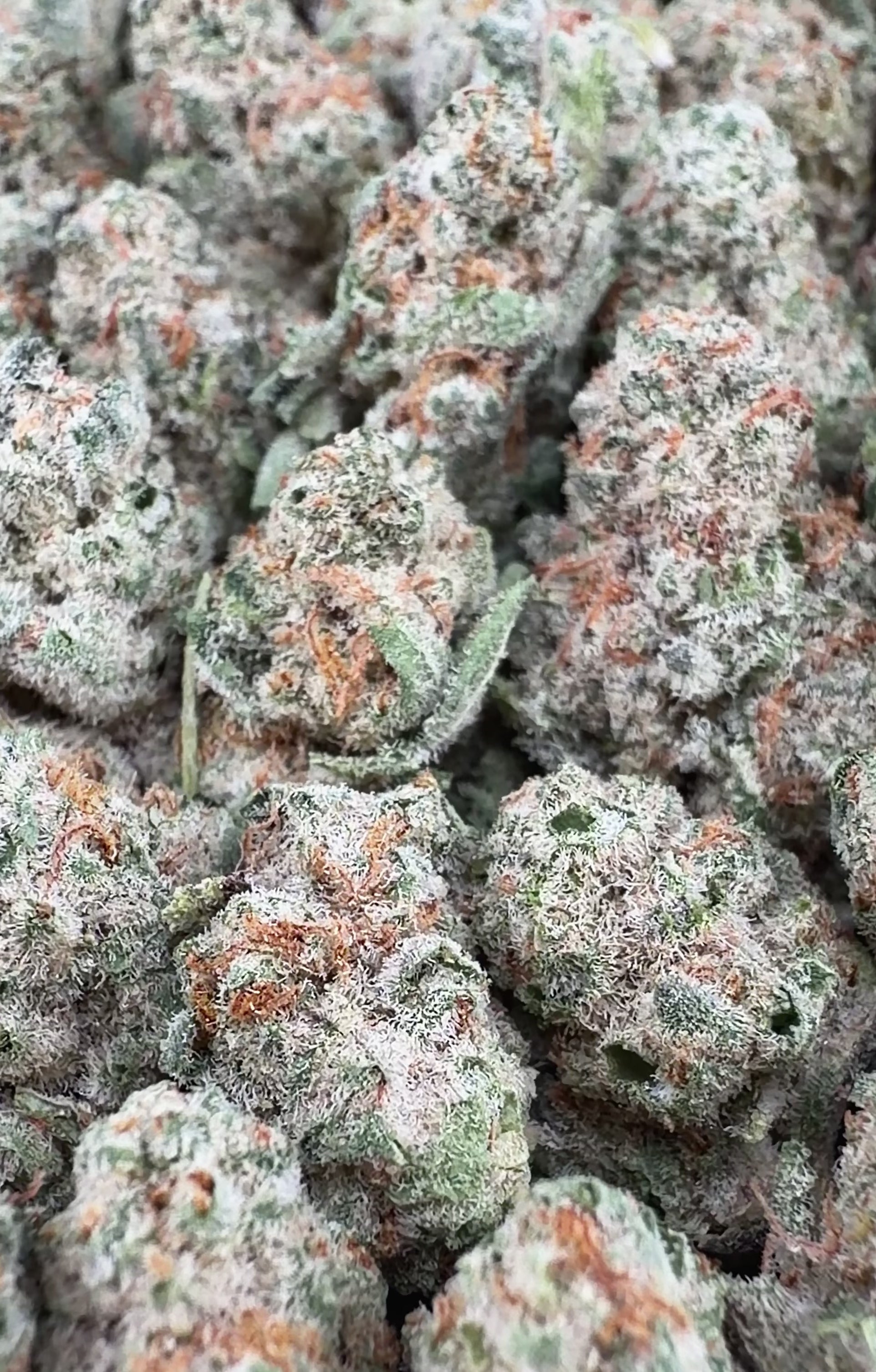 Apple Fritter THCa Smalls