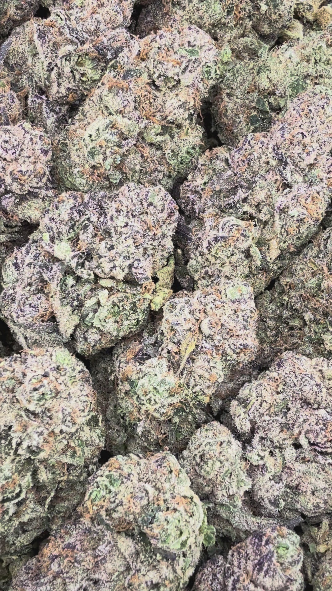 (BOGO HP Bulk) Lemon Cherry Gelato- Indica Hybrid
