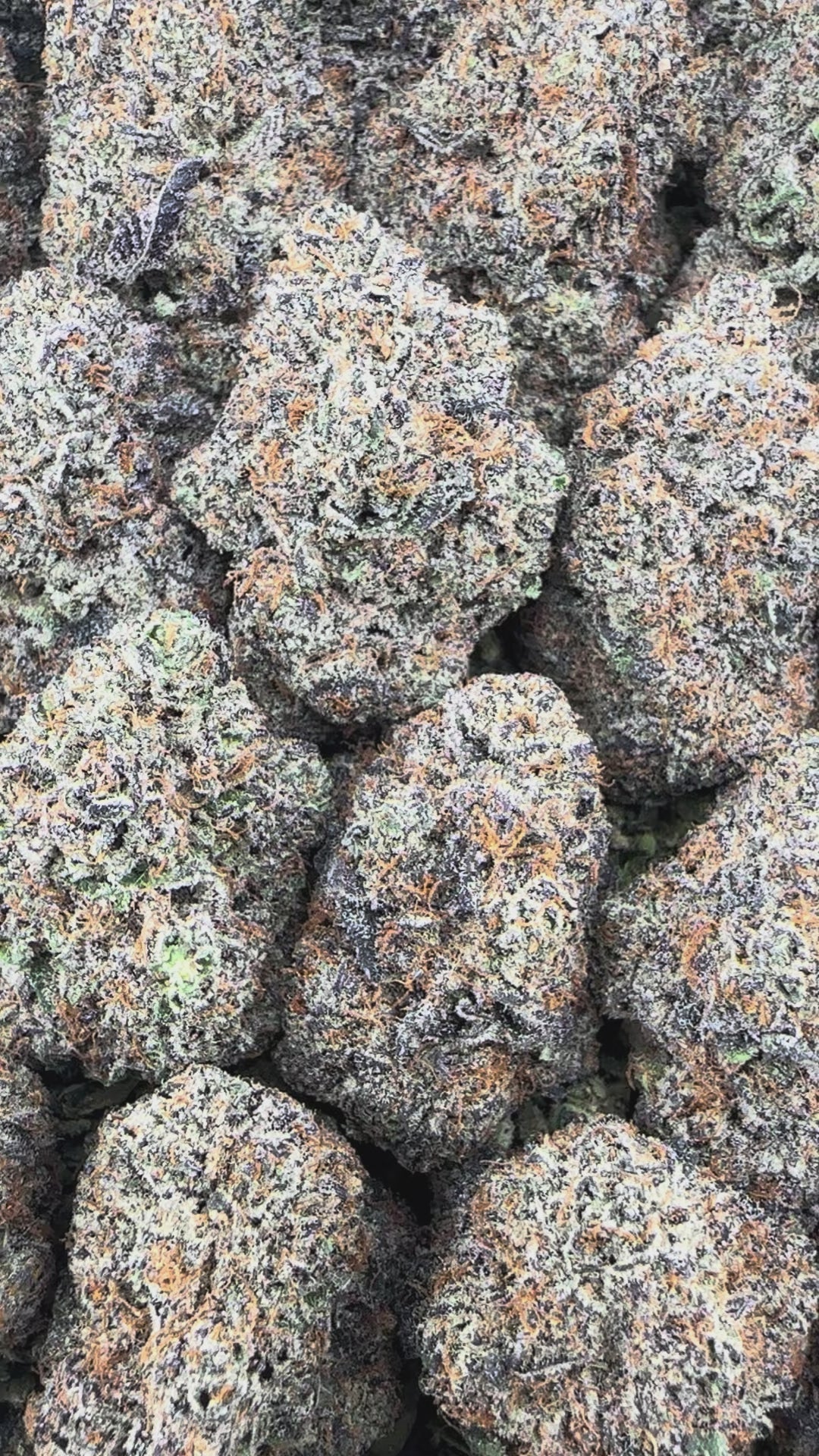 Mango Kush