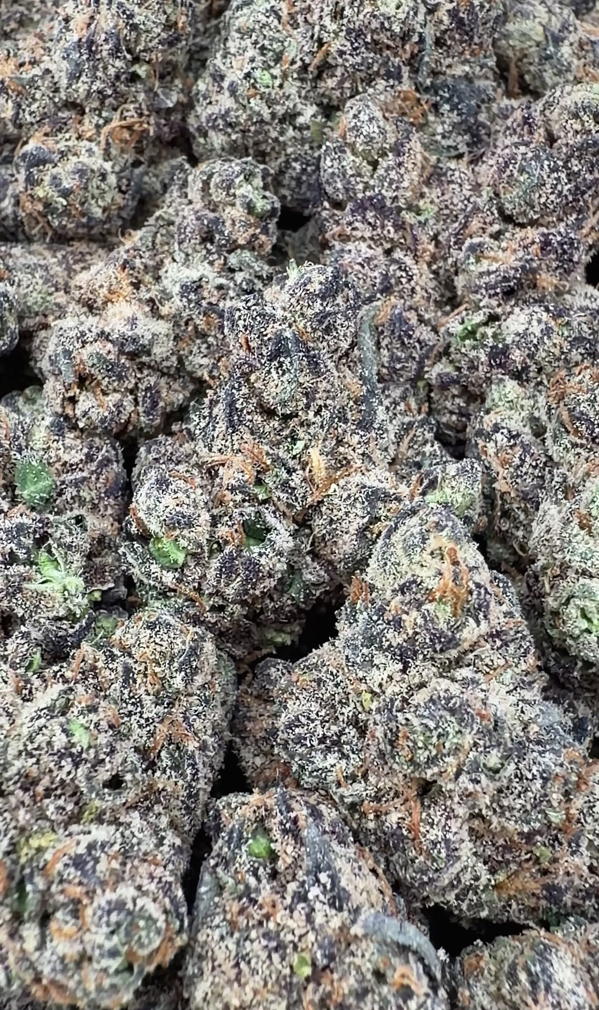 Exotic Black Cherry Gelato
