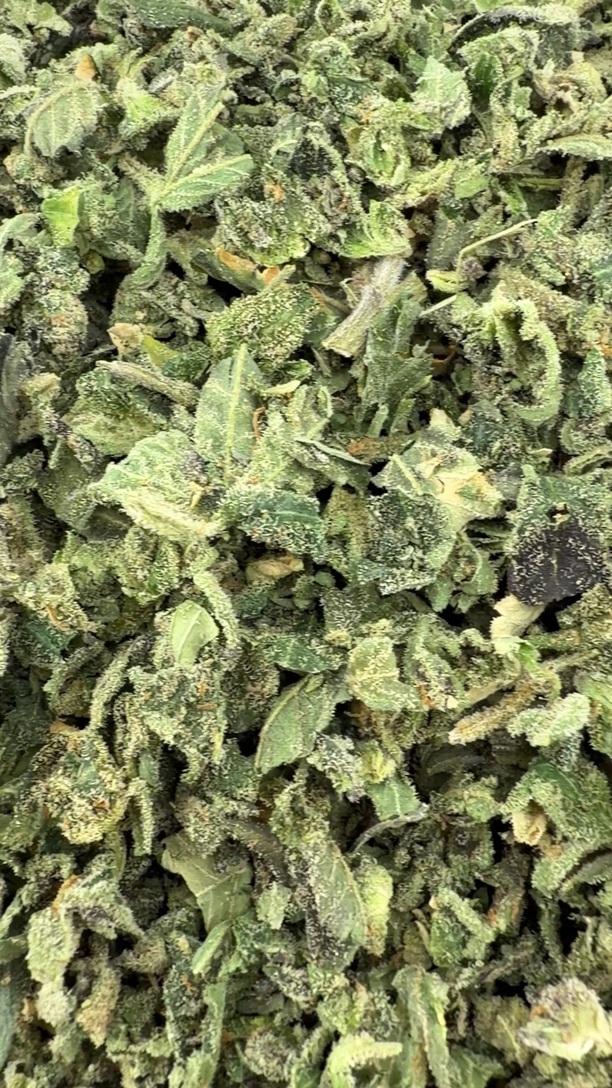 No1. LA Pop Rock THCa Shake (Wholesale)
