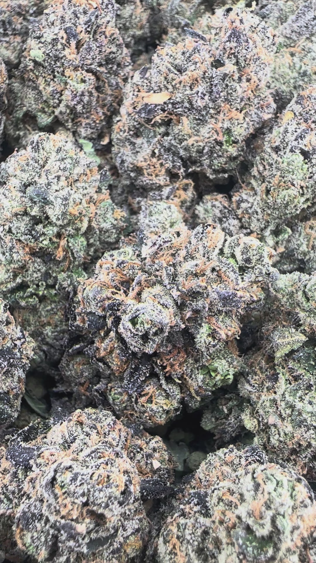 Exotic Pink Runtz