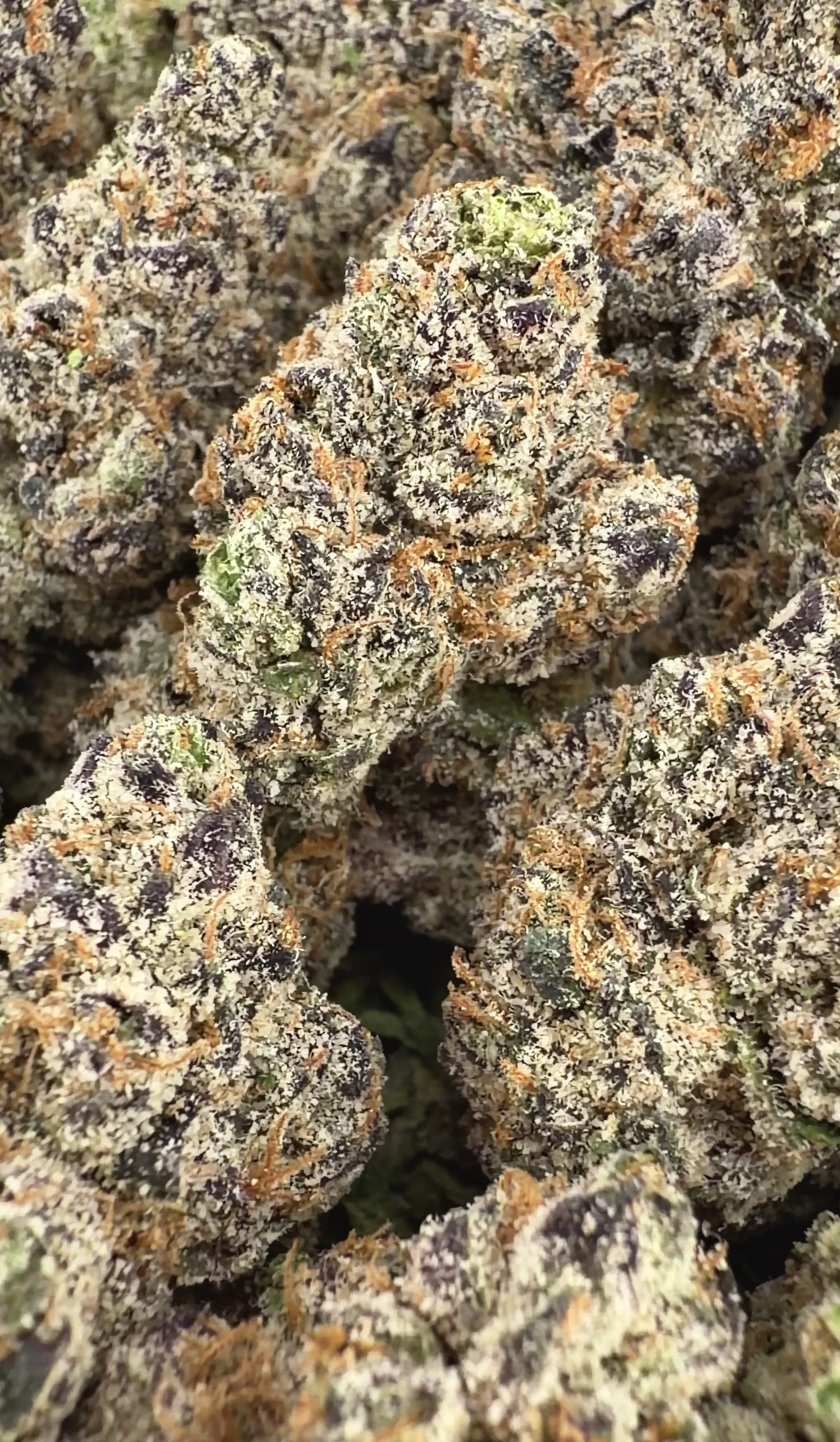 BOGO Bulk: Buy HP get QP🌿Exotic Gelato 33