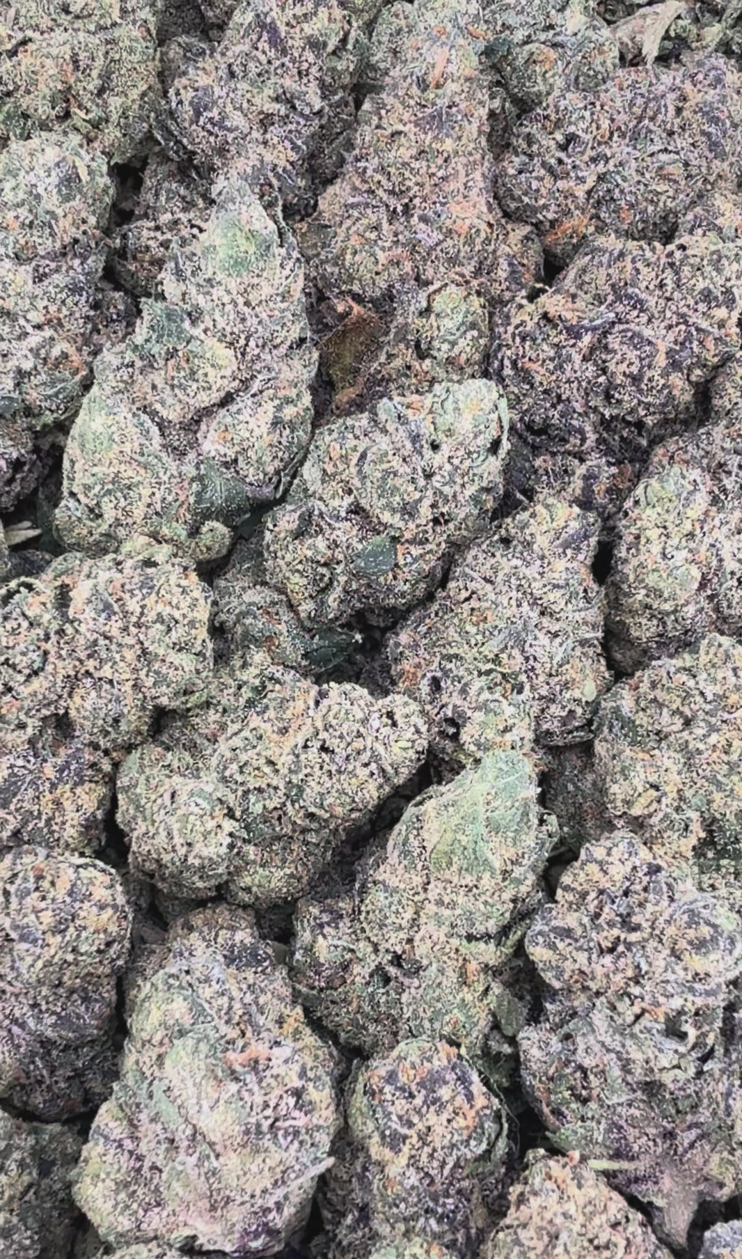 Lemon Cherry Sorbet  ( Wholesale )