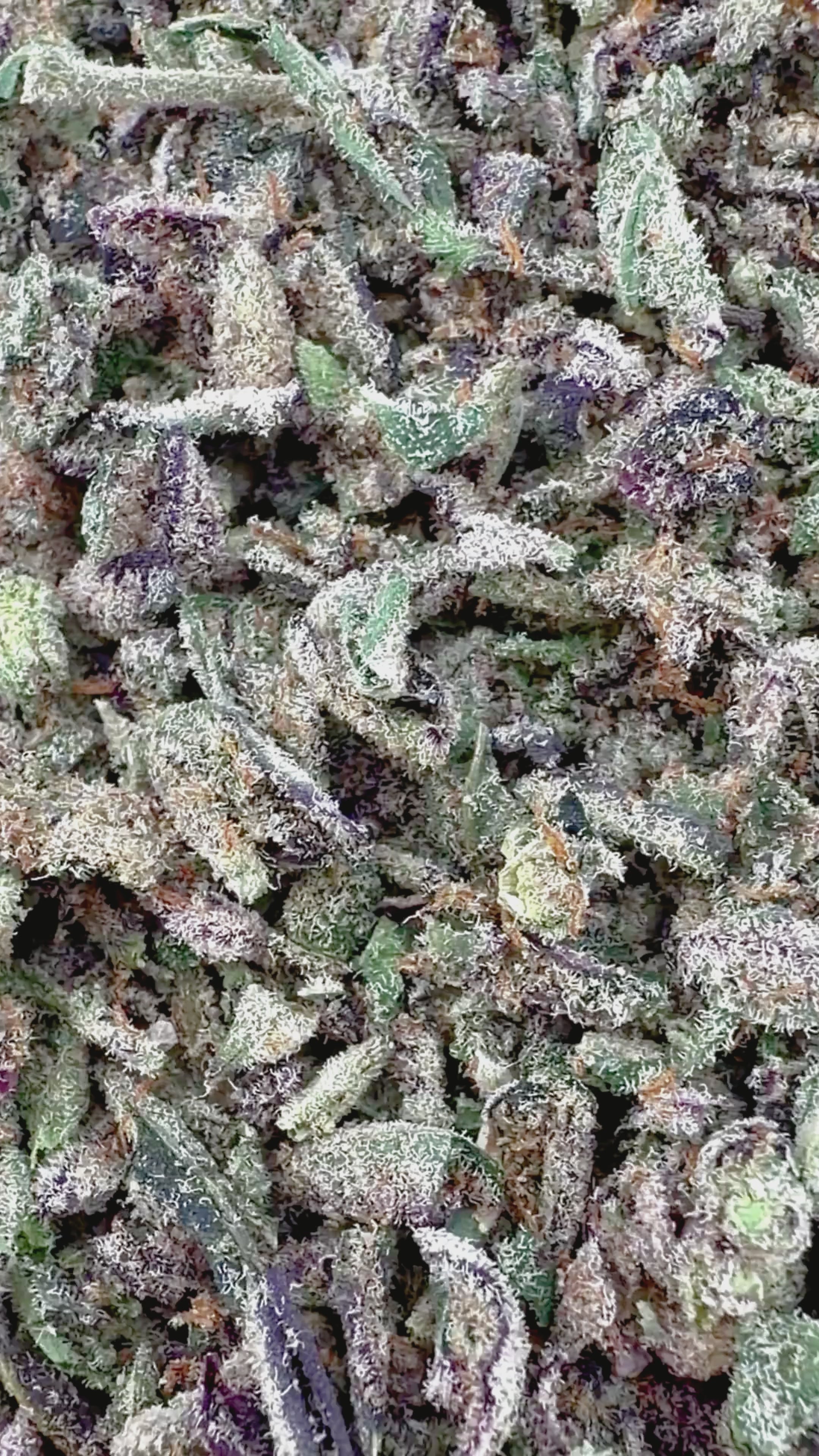 No 7. Glitter Bomb THCa Shake (Wholesale)