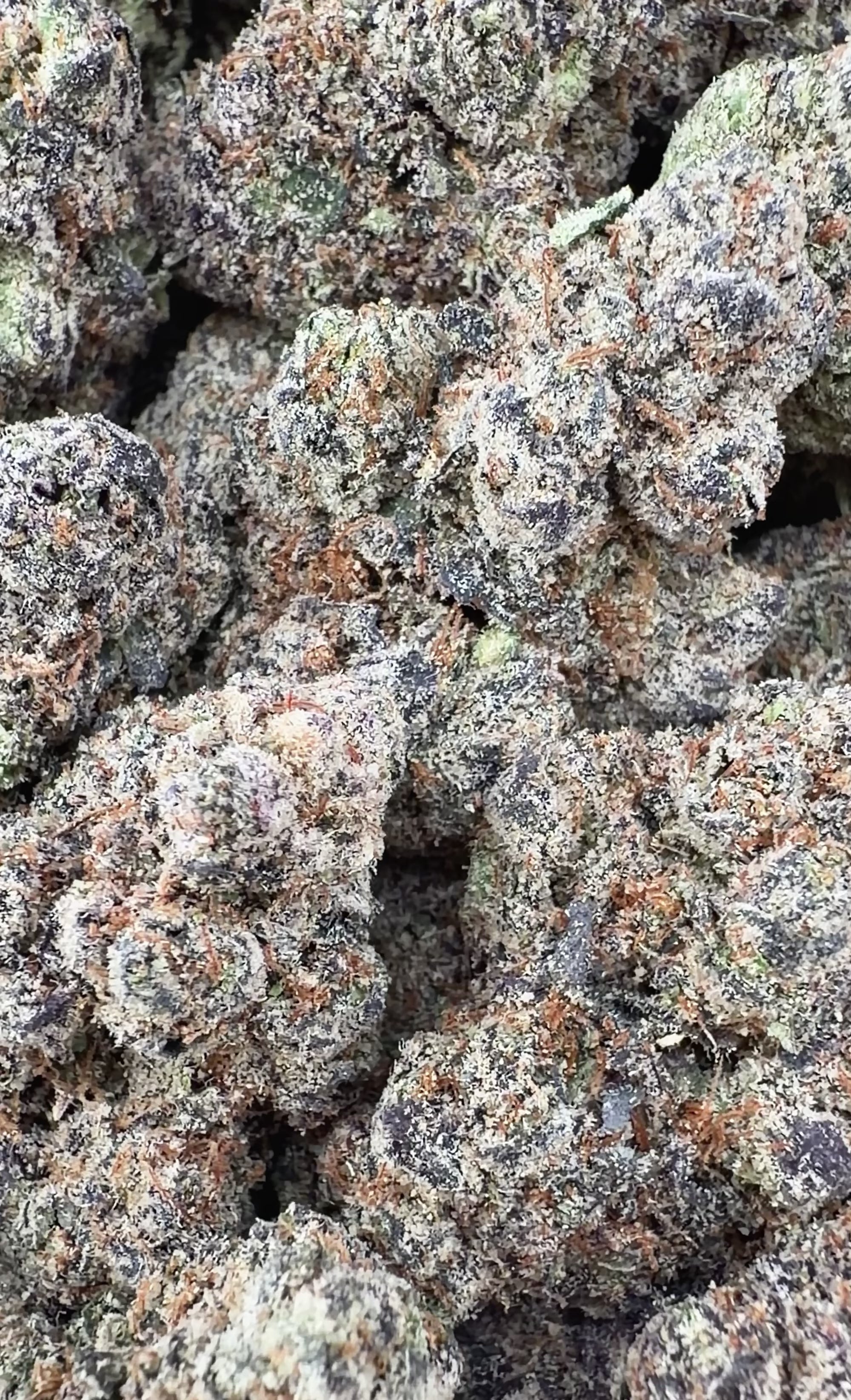 Exotic Zkittlez (Wholesale)
