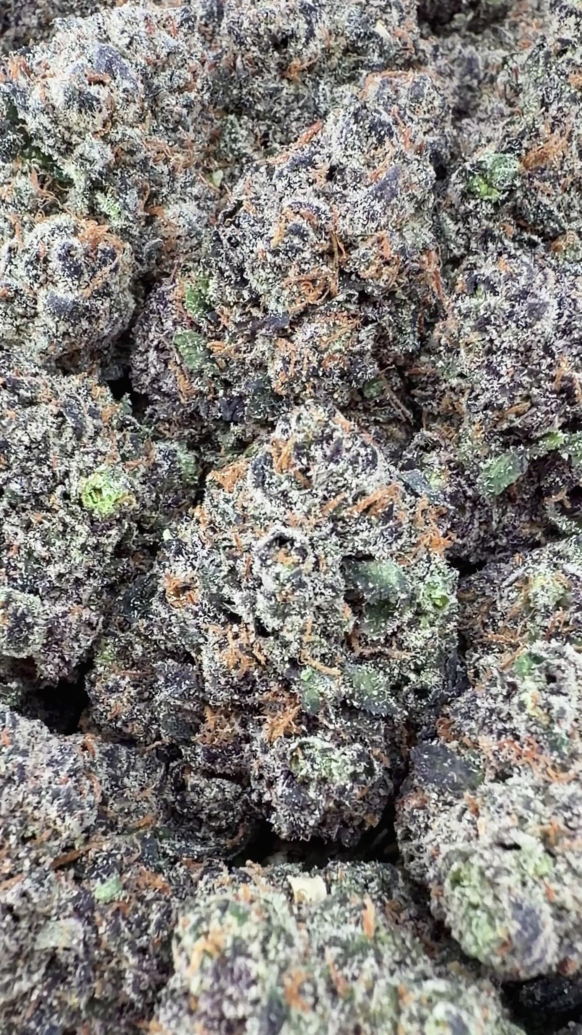 BOGO Bulk: Buy HP get QP 🍃LA Pop Rock