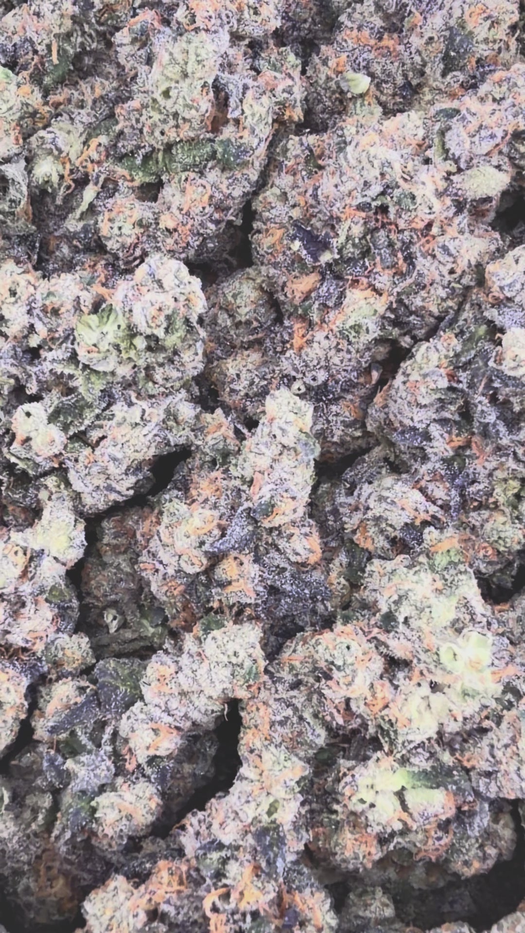 Ice Cream Cake (Wholesale)