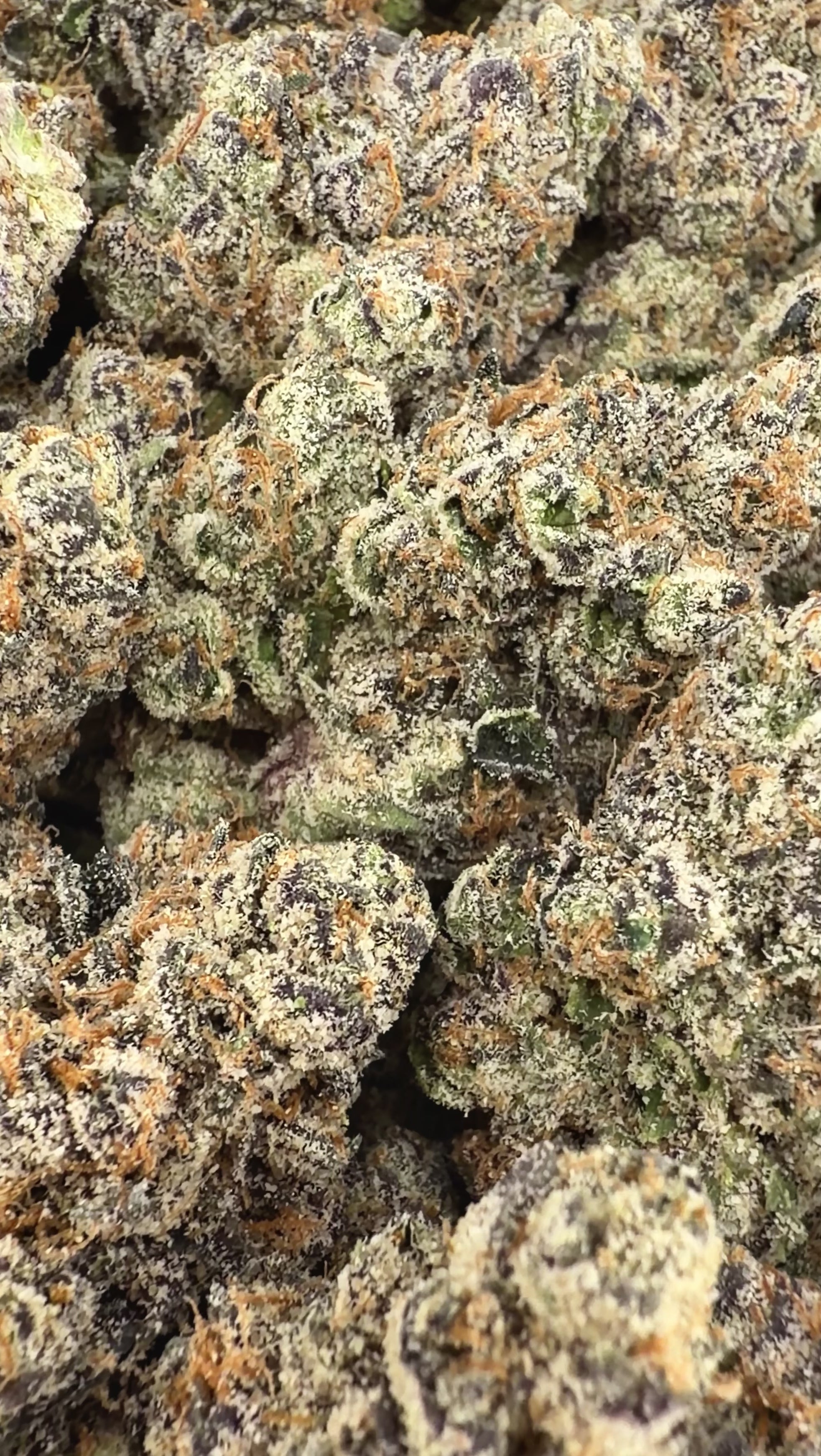 🌿420🌿Wholesale Deals- Exotic Gelato 33 (Indica Hybrid)