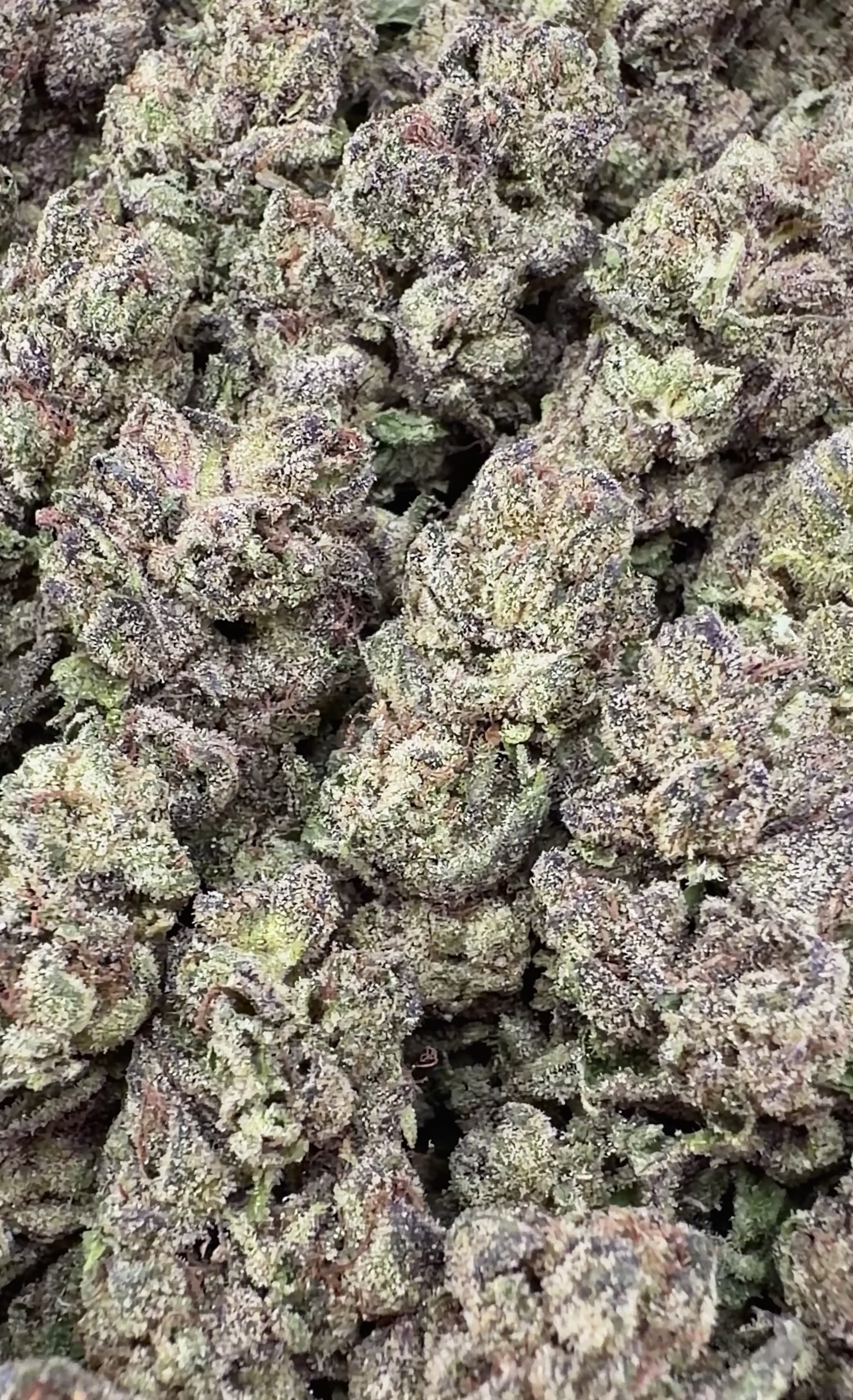 Limoncello Haze (Wholesale)