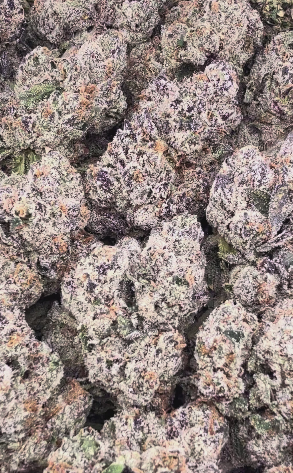 Cotton Candy (Wholesale)
