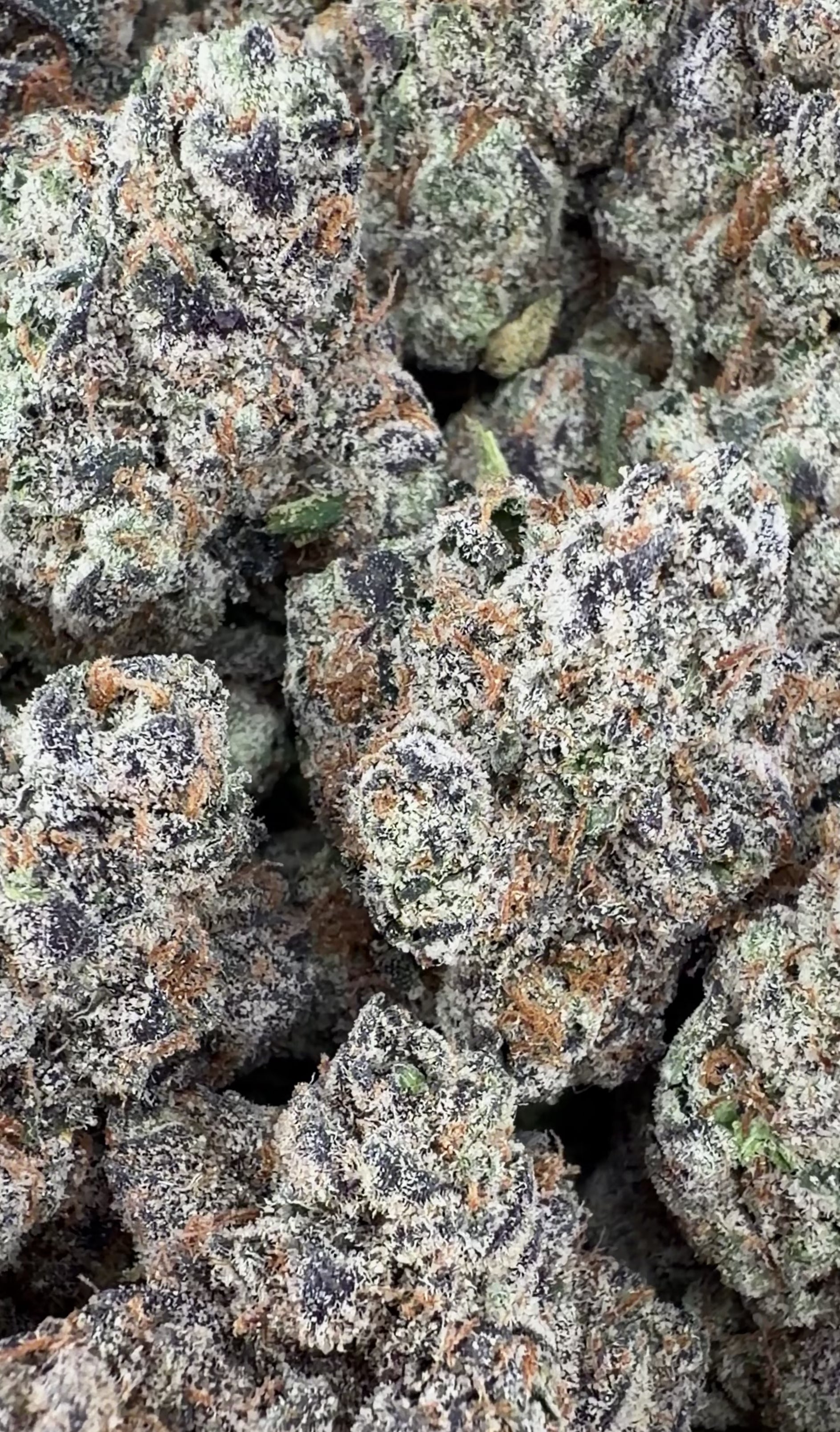 Exotic Zerowon Runtz