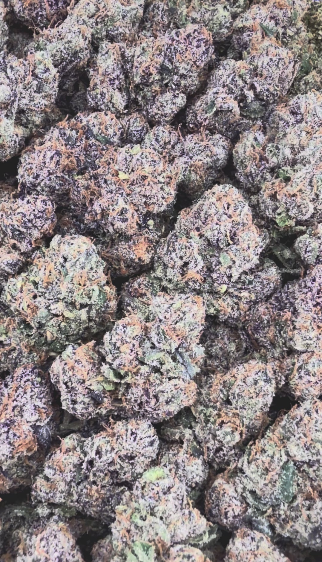 Purple Cream Cake
