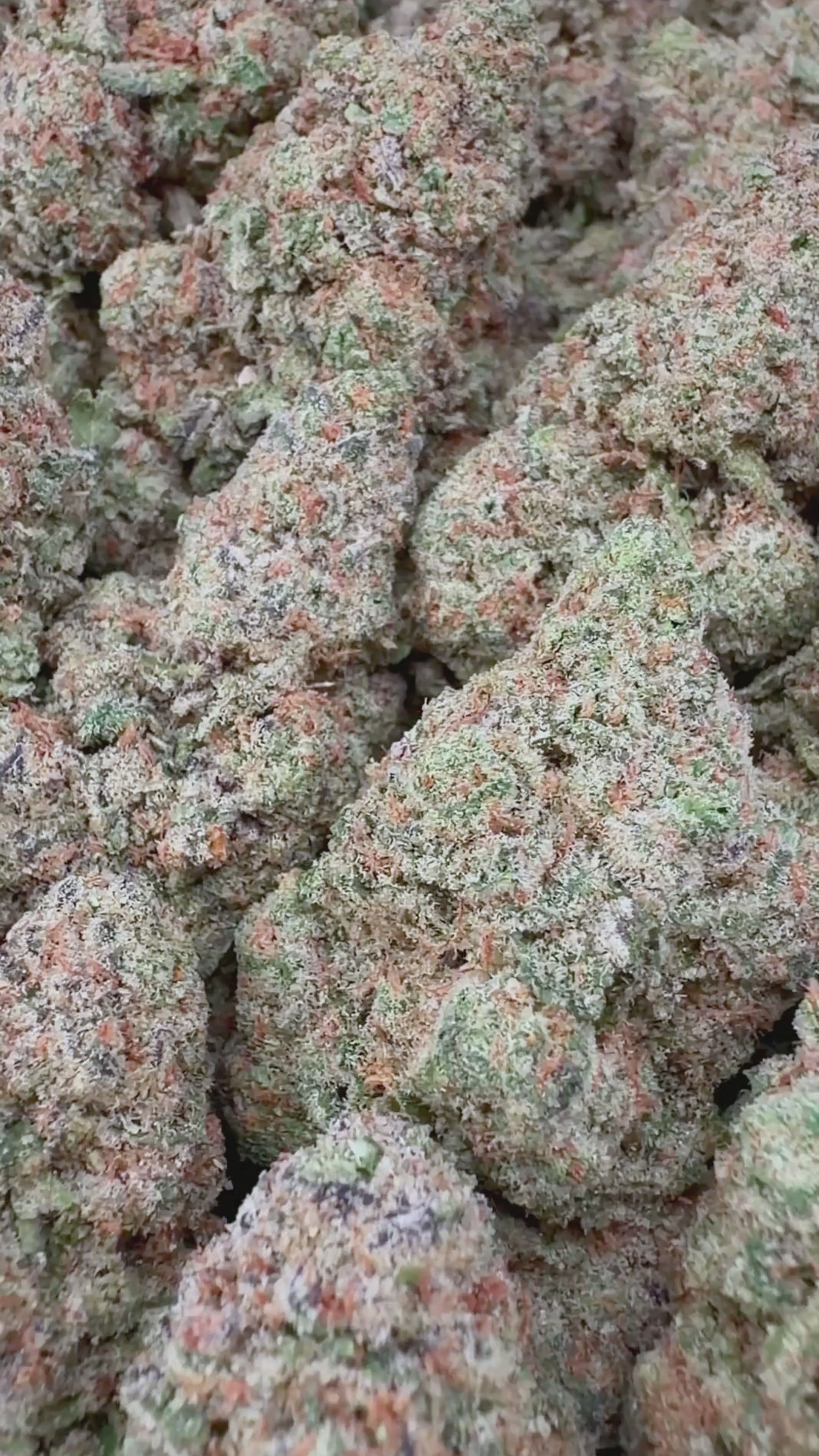 Grape God (Wholesale Clearance)