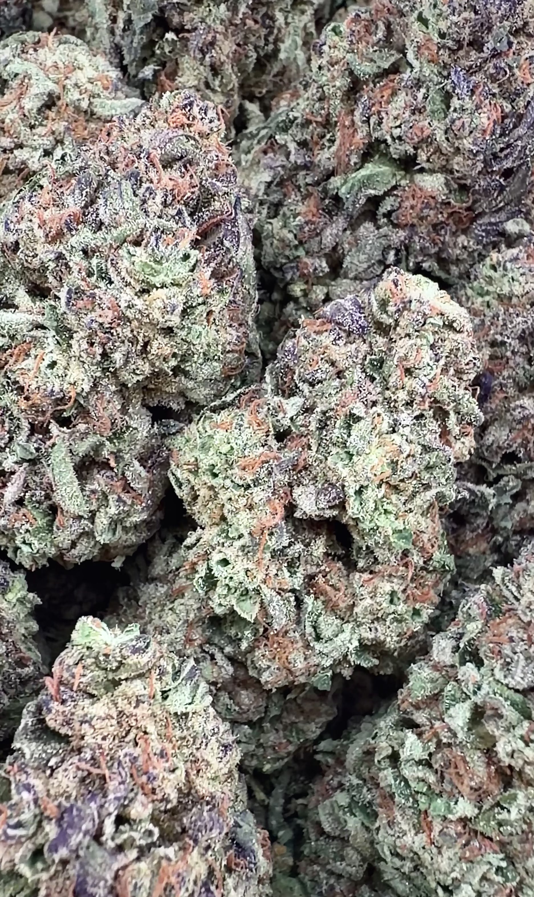 (BOGO) Blue Dream 14G - 	Sativa Hybrid