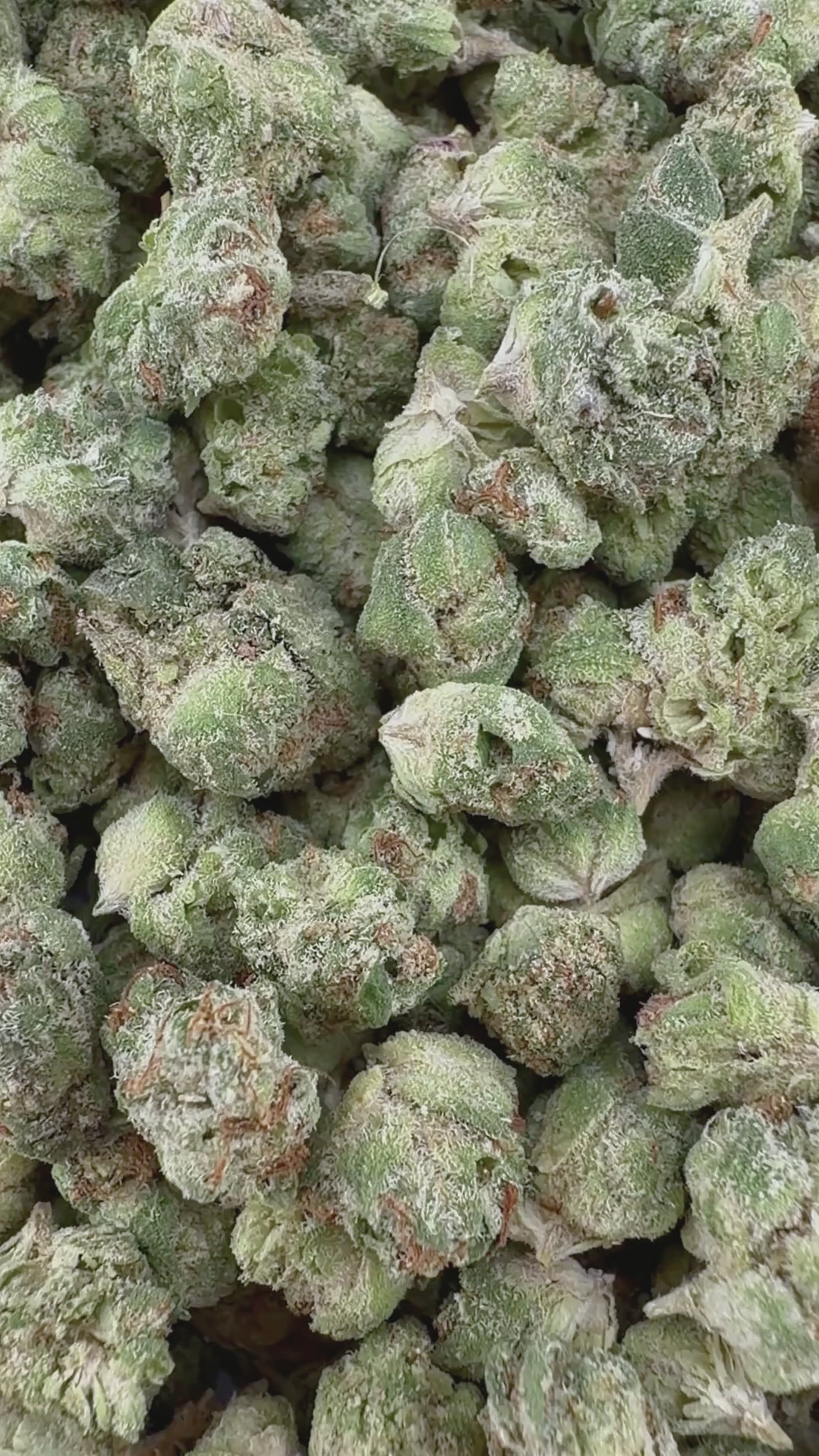 GMO THCa Micro