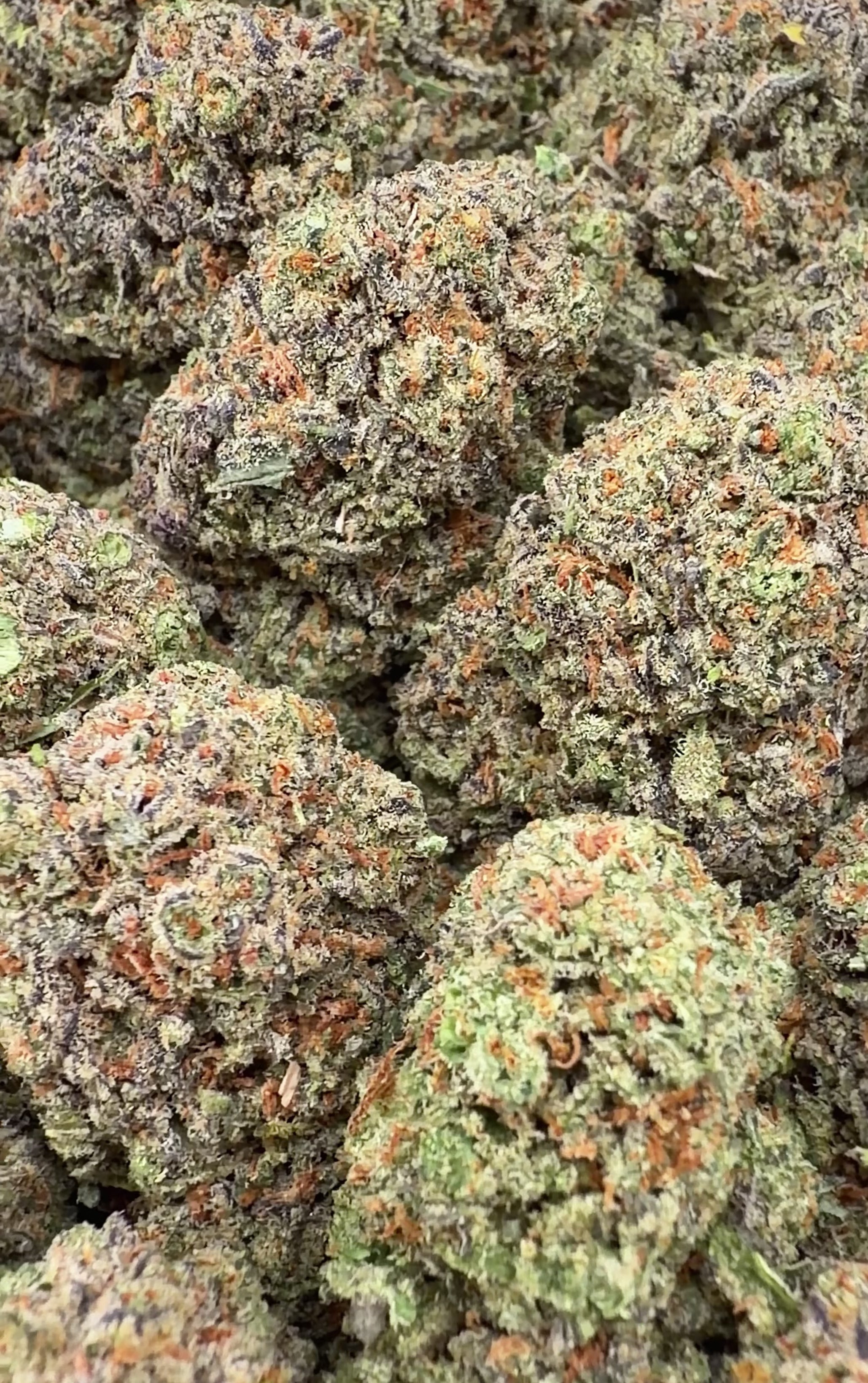 Grandaddy Purple (Wholesale)