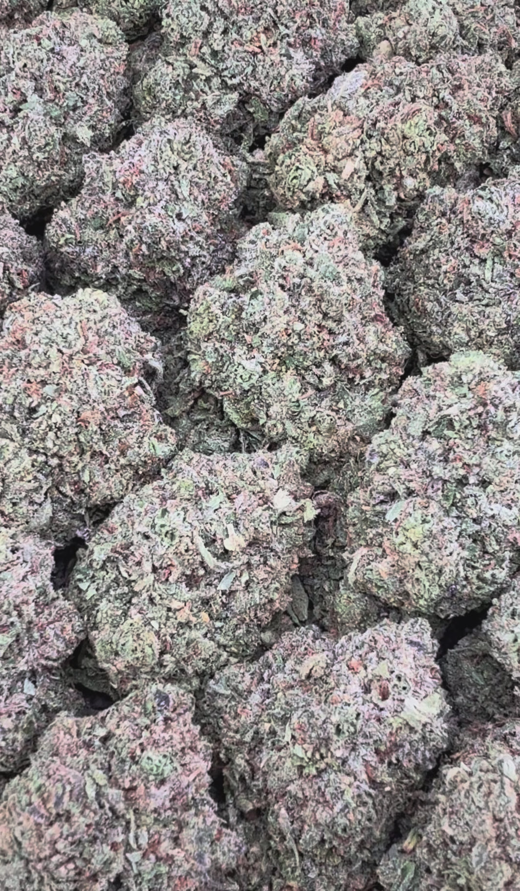 Best Runtz ( Wholesale )