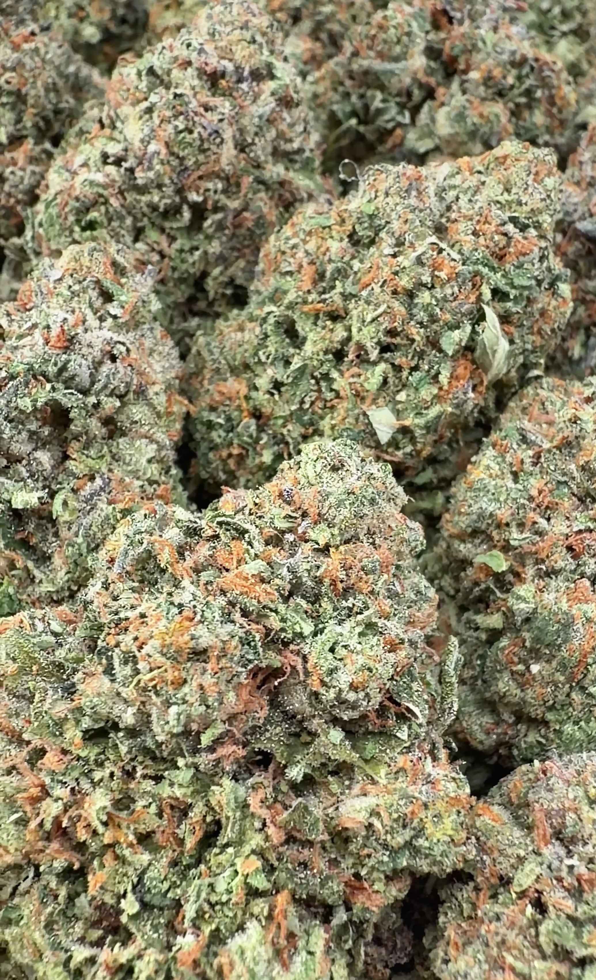 Gelato 41