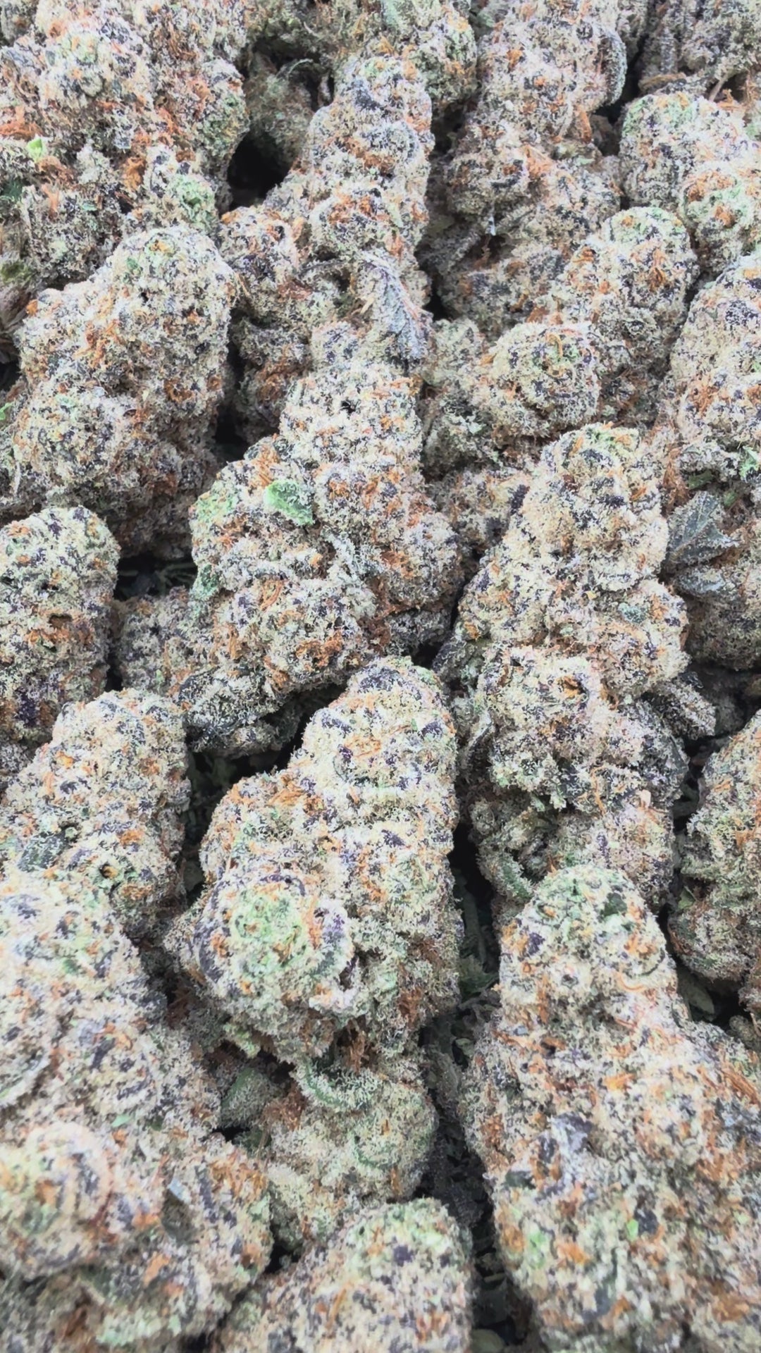 Grape God (Wholesale)