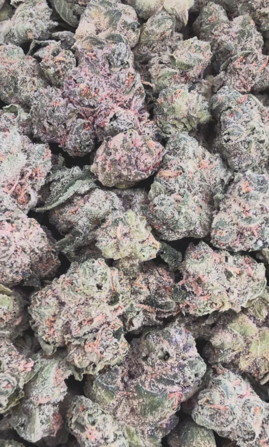 Rainbow Skittles THCa Smalls (Wholesale Clearance)