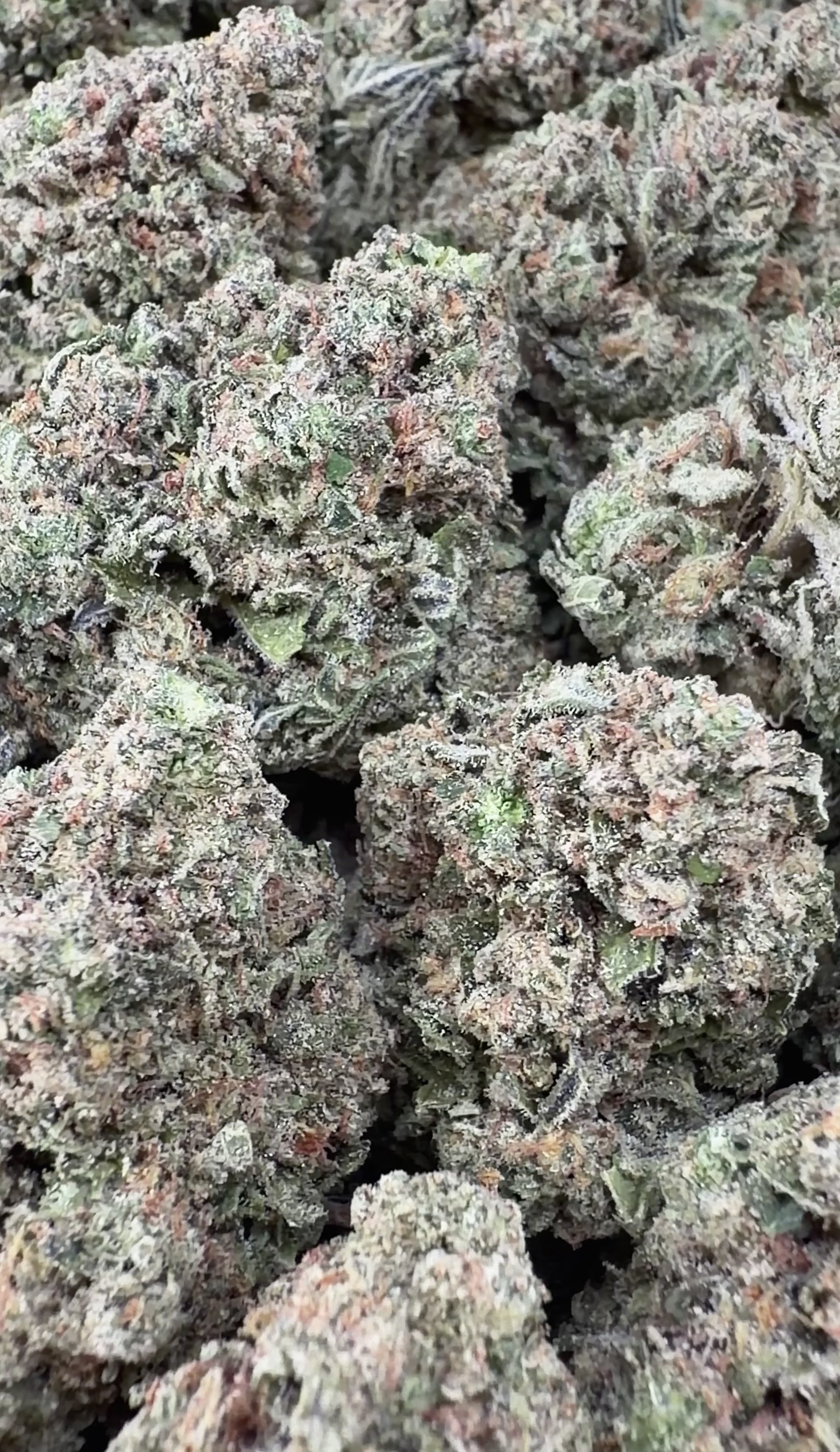 Gelato 45