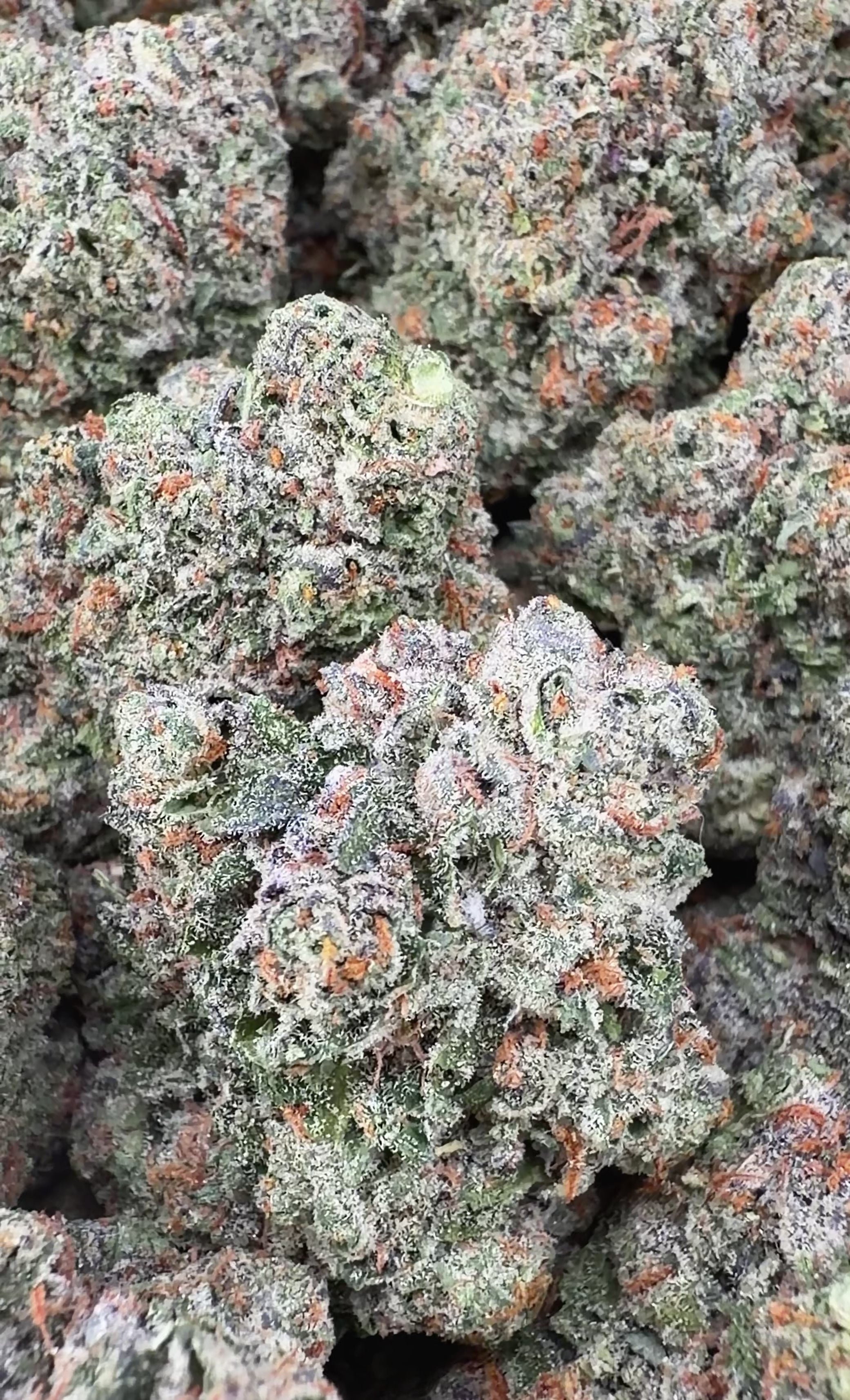 Bacio Gelato