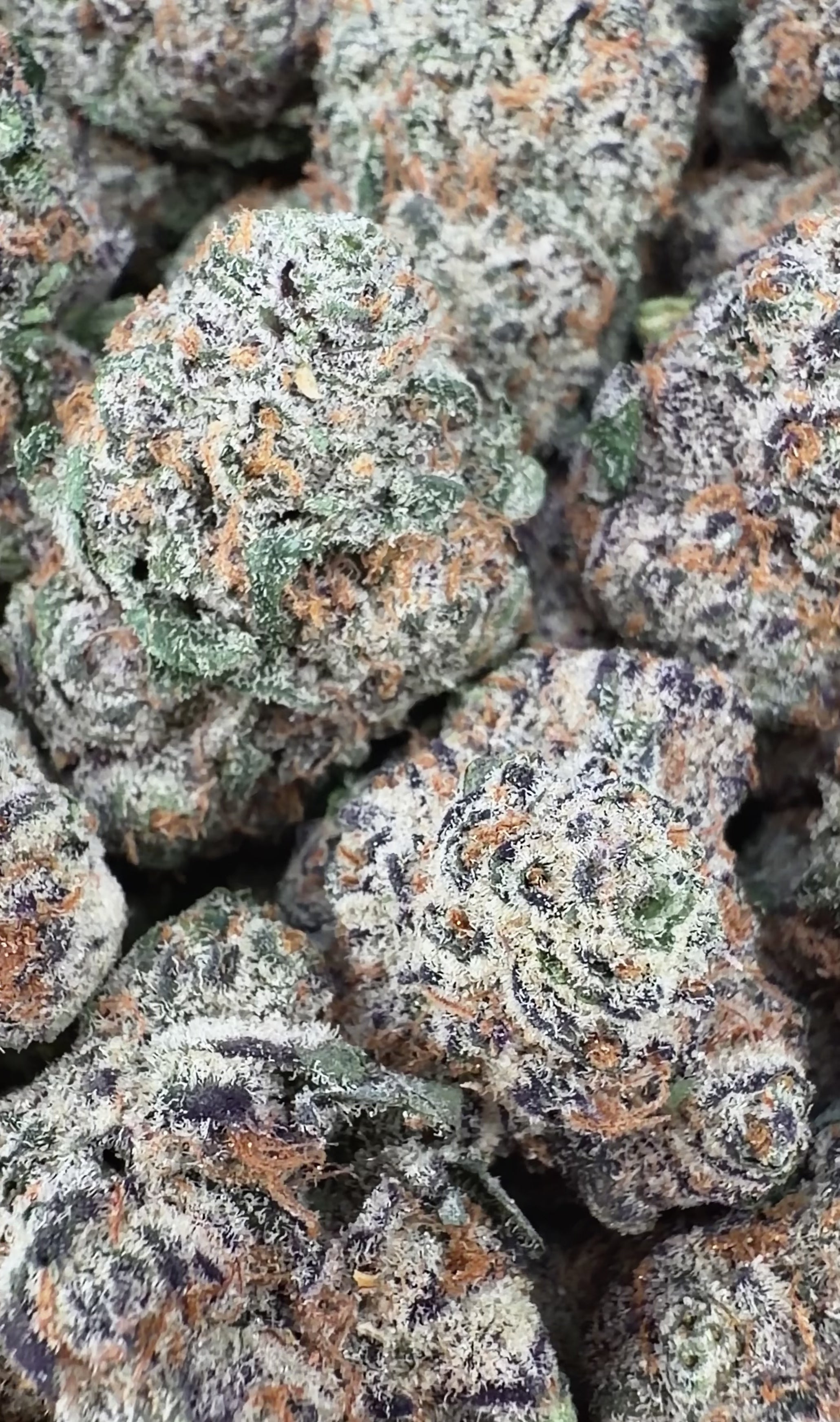 (BOGO HP Bulk) Girl Scout Cookies- Indica Hybrid