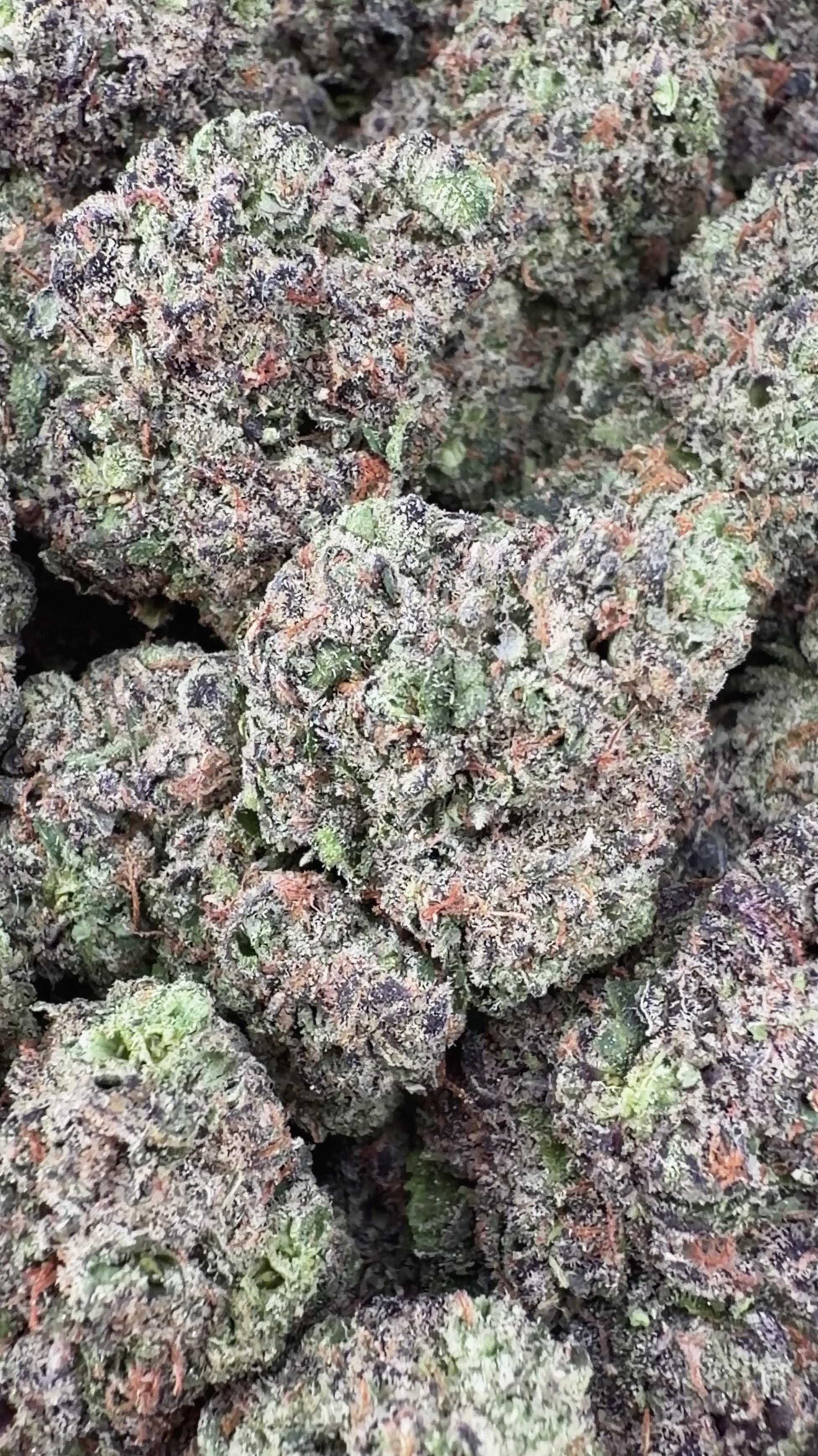 Girl Scout Cookies