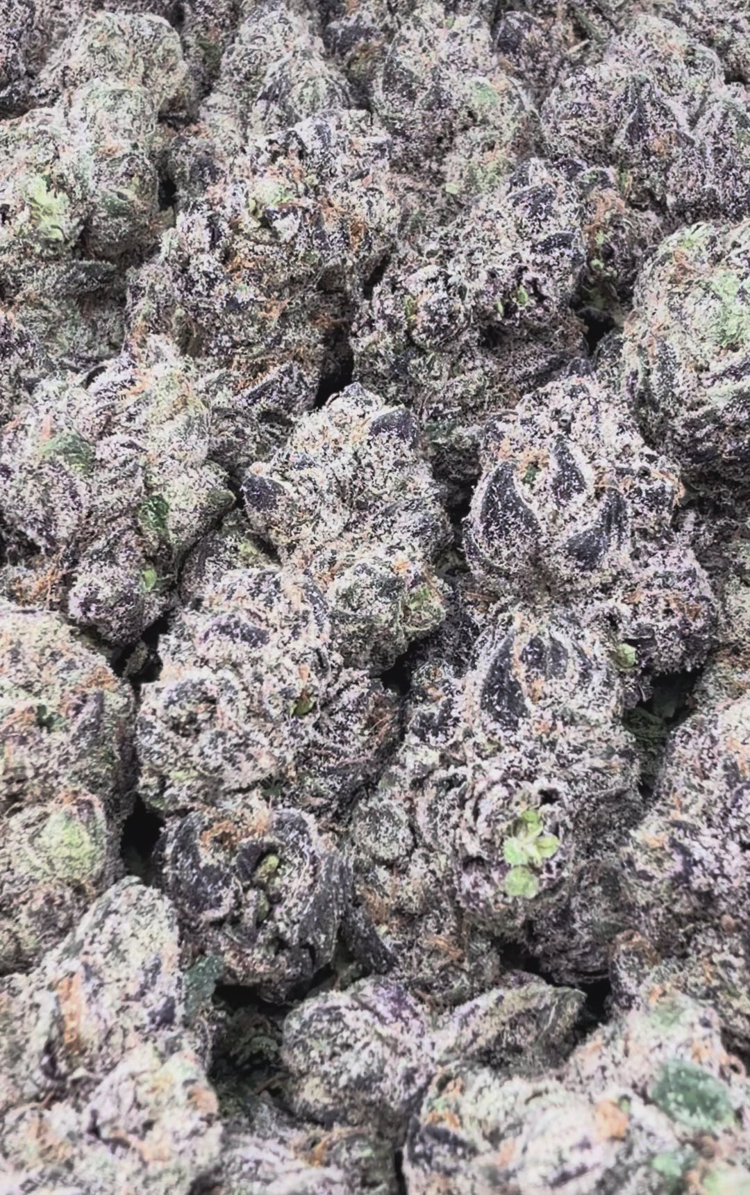 Bubblegum